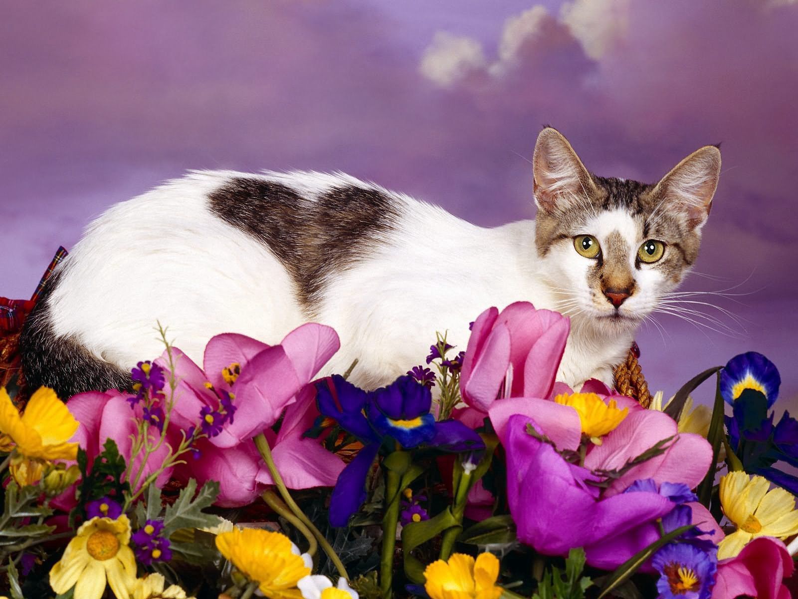 animals, flowers, sit, cat, spotted, spotty 8K