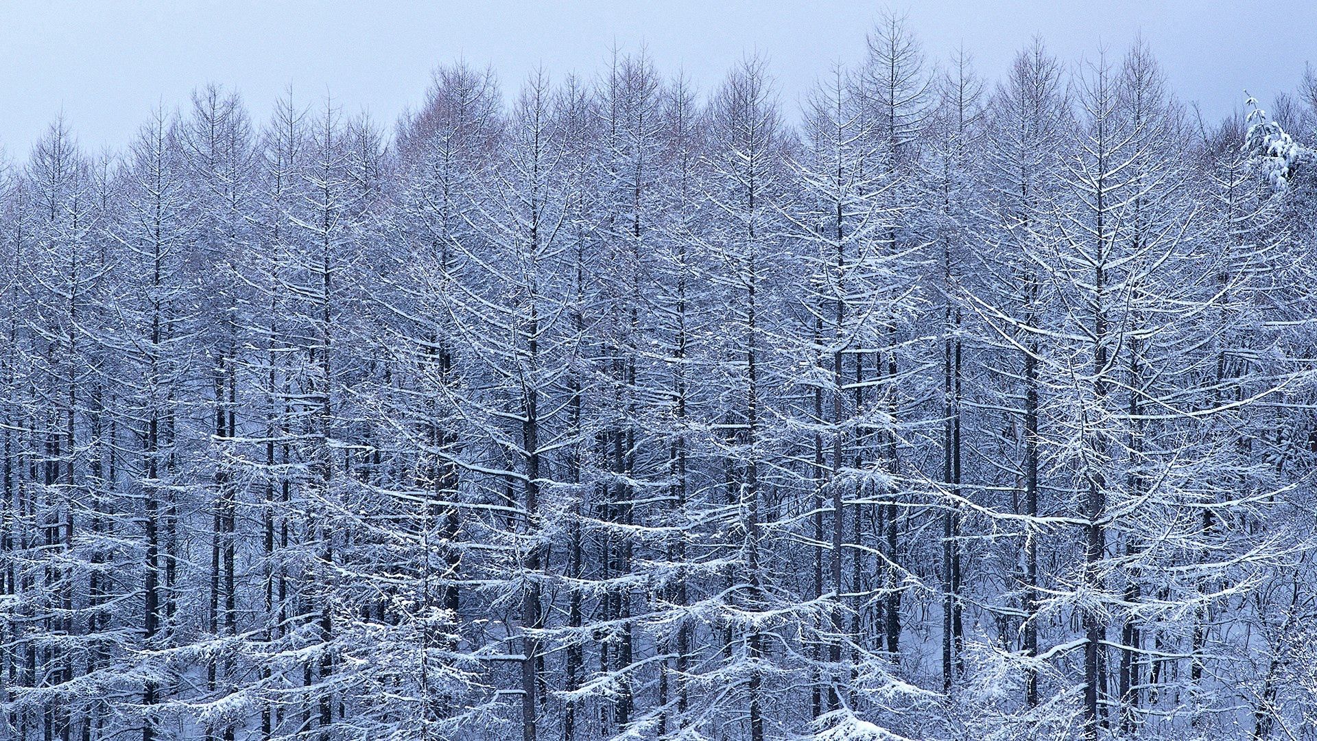 Laden Sie das Geäst, Zweig, Natur, Bäume, Schnee-Bild kostenlos auf Ihren PC-Desktop herunter