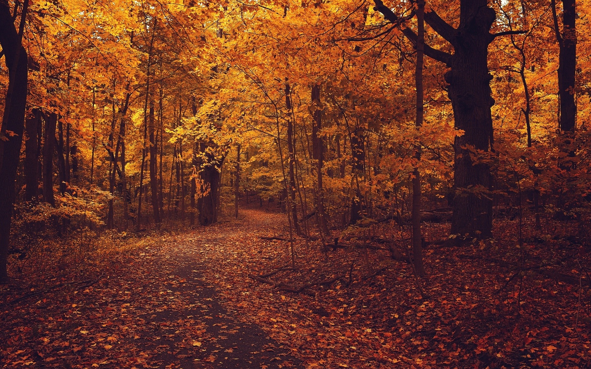 Descarga gratuita de fondo de pantalla para móvil de Otoño, Tierra/naturaleza.