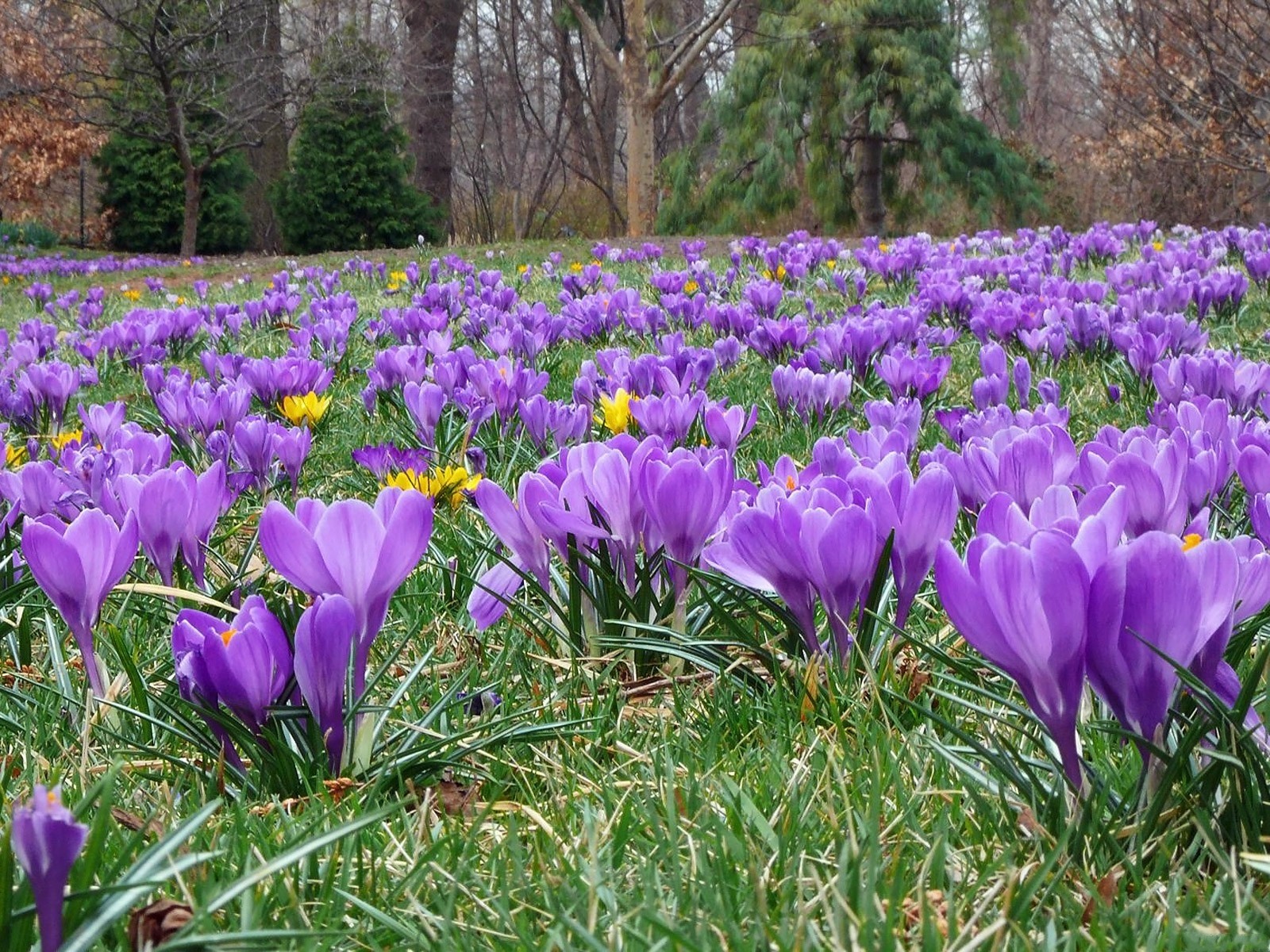 171286 скачать картинку фиолетовый цветок, крокус, земля/природа, цветок, флауэрсы - обои и заставки бесплатно