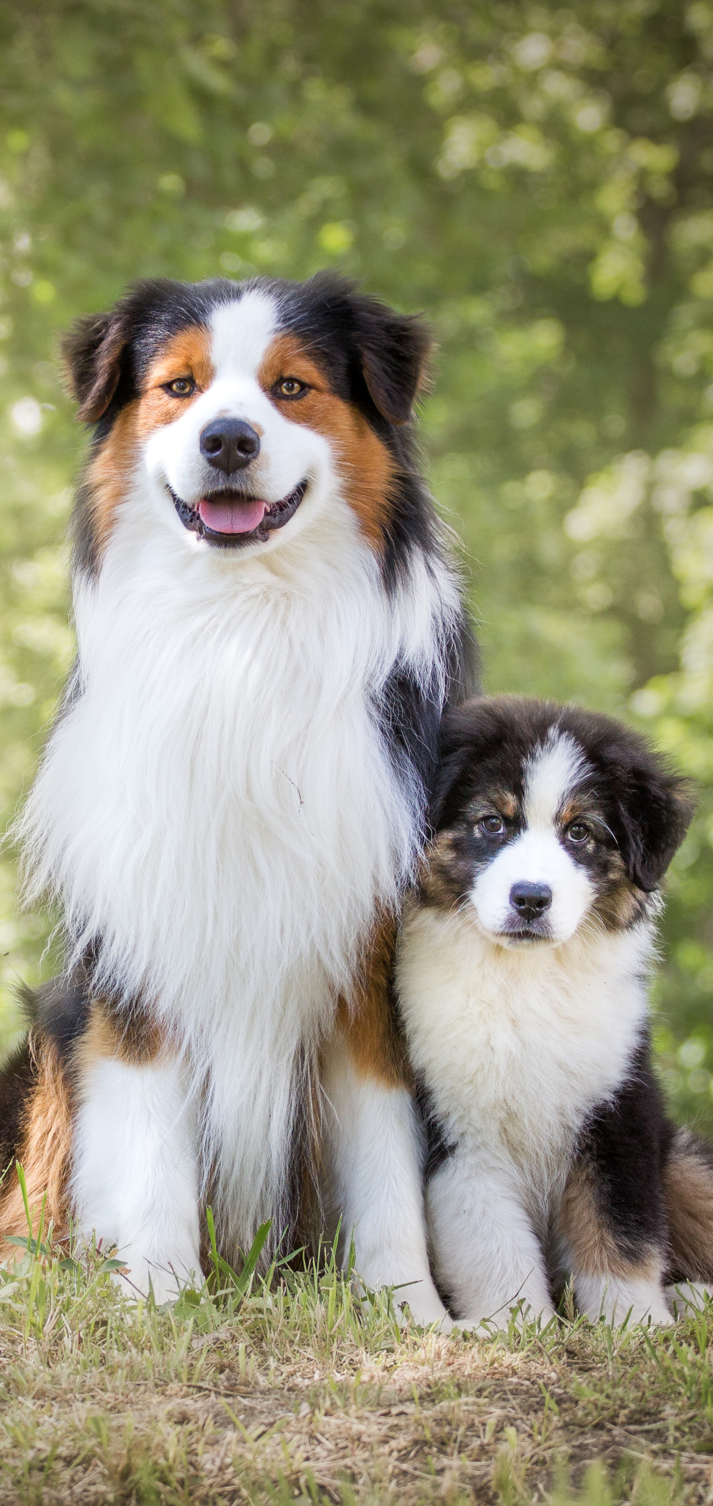 Free download wallpaper Dogs, Dog, Animal, Puppy, Australian Shepherd on your PC desktop