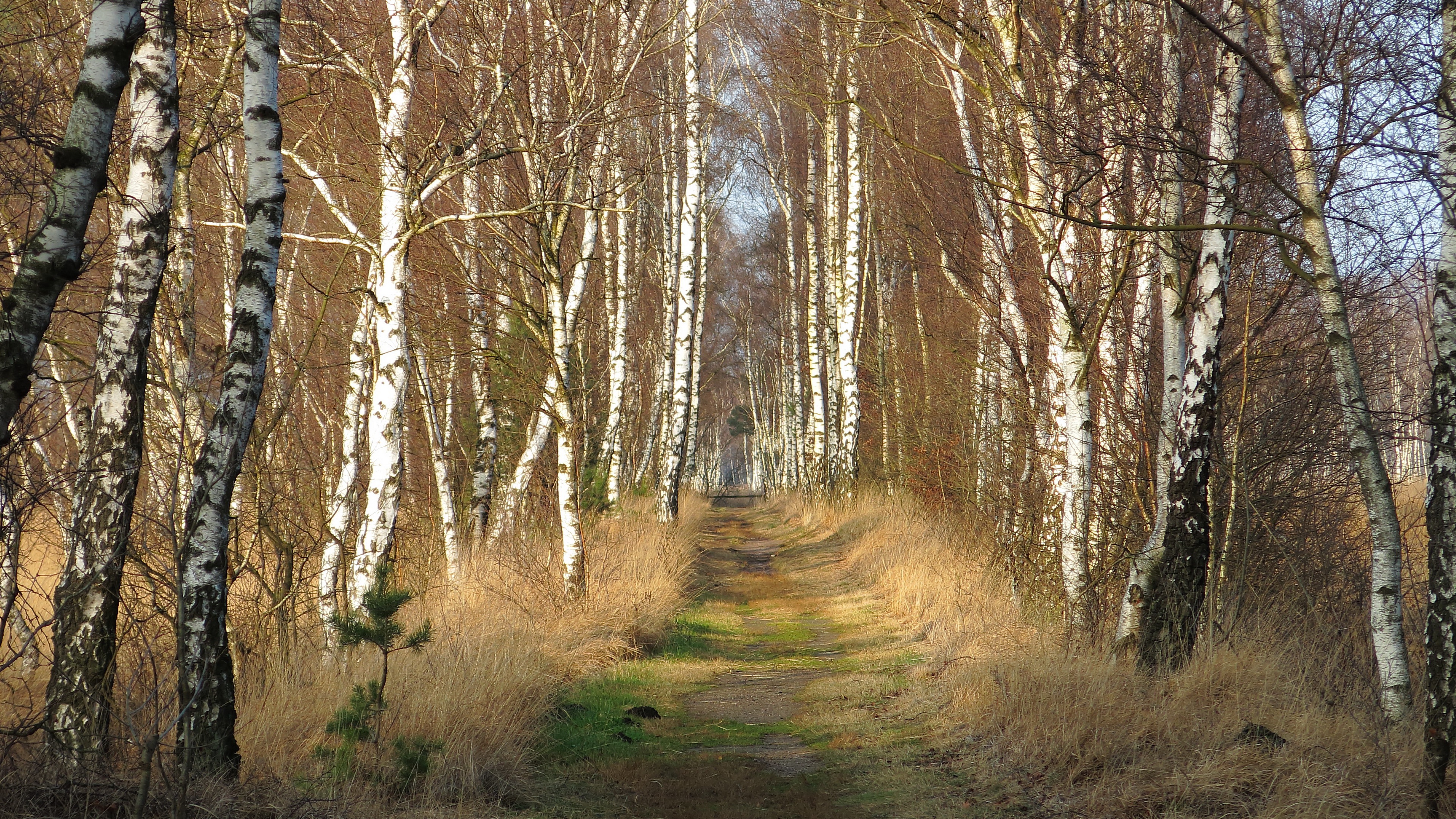 Handy-Wallpaper Natur, Birken, Weg, Erde/natur kostenlos herunterladen.