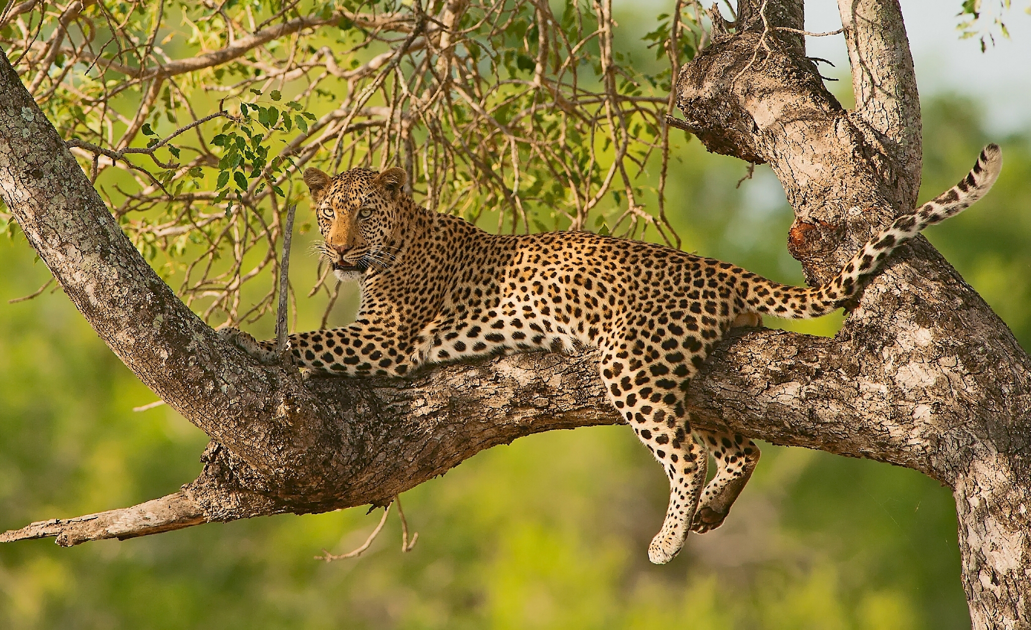 Baixar papel de parede para celular de Animais, Gatos, Leopardo, Árvore, Ramo gratuito.