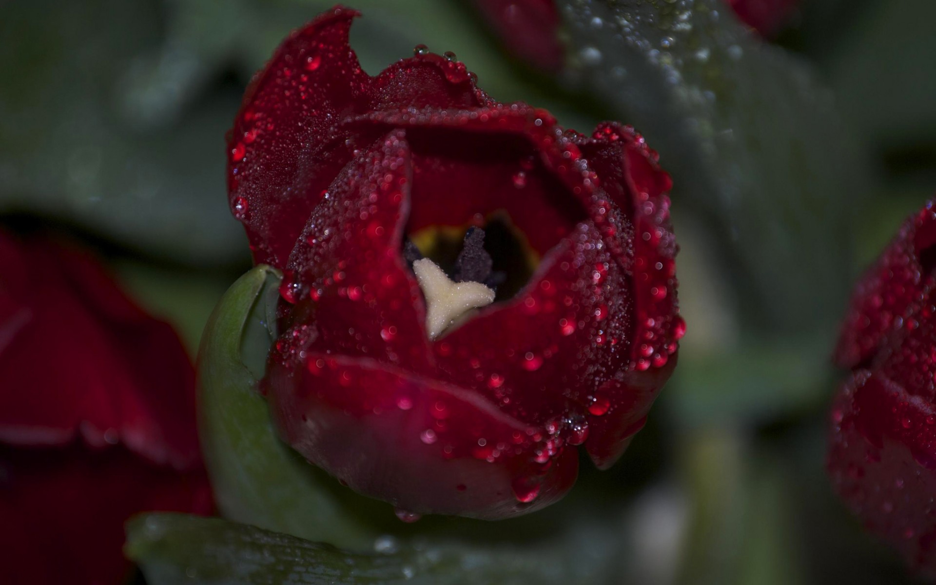 339627 Bildschirmschoner und Hintergrundbilder Blumen auf Ihrem Telefon. Laden Sie  Bilder kostenlos herunter