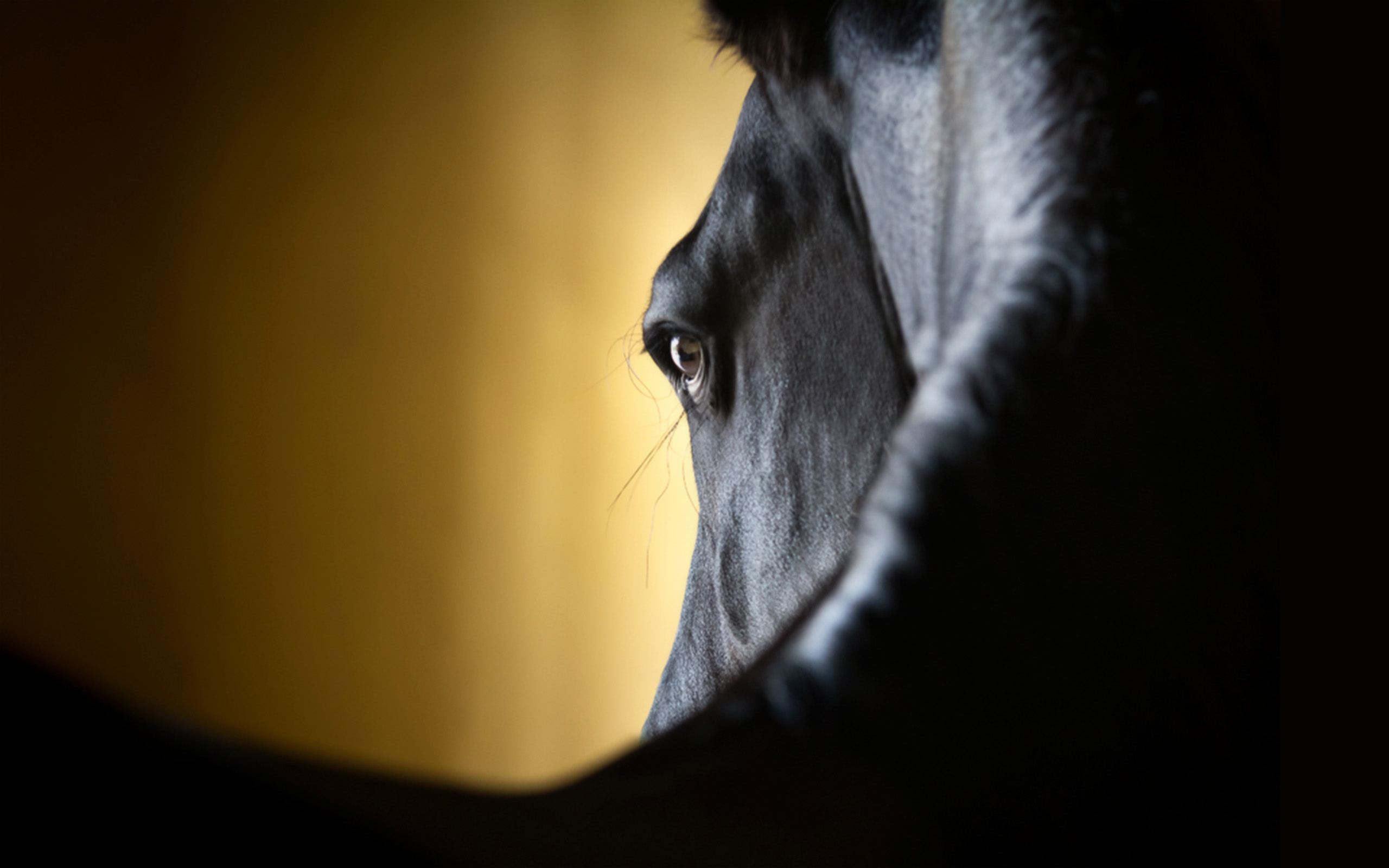 Téléchargez gratuitement l'image Animaux, Cheval sur le bureau de votre PC