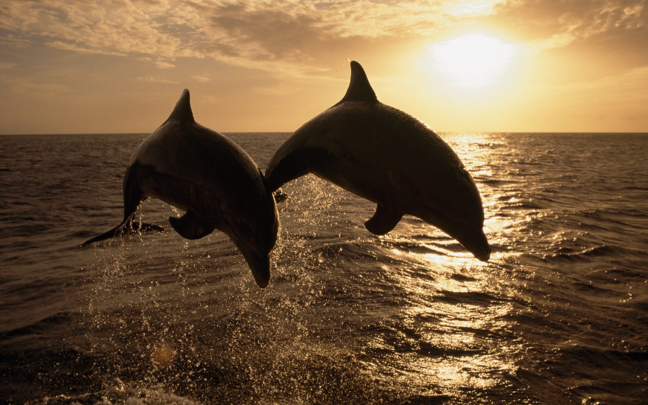 36604 télécharger l'image dauphins, animaux, orange - fonds d'écran et économiseurs d'écran gratuits
