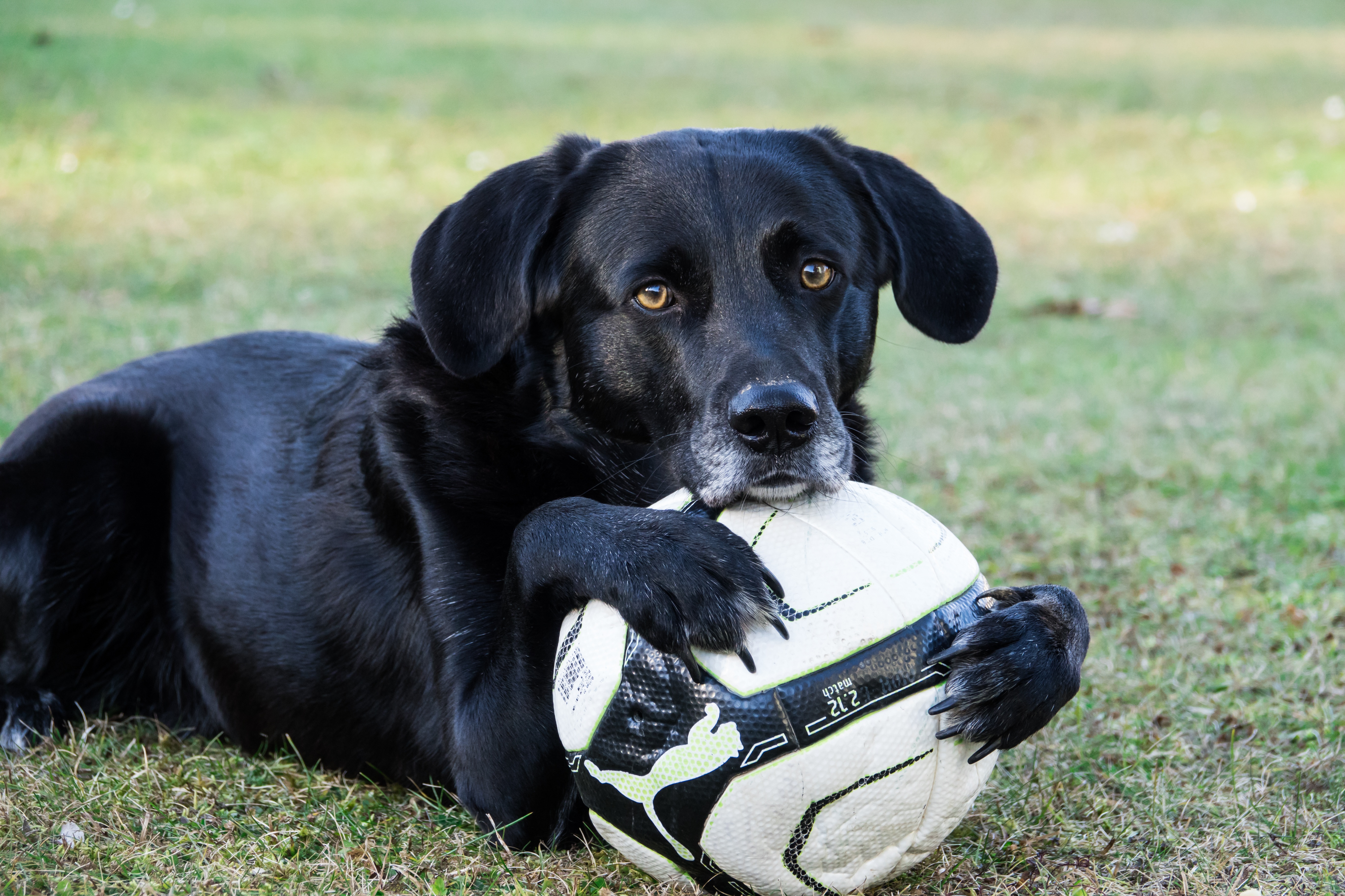football, animals, dog, muzzle, ball, paws Phone Background