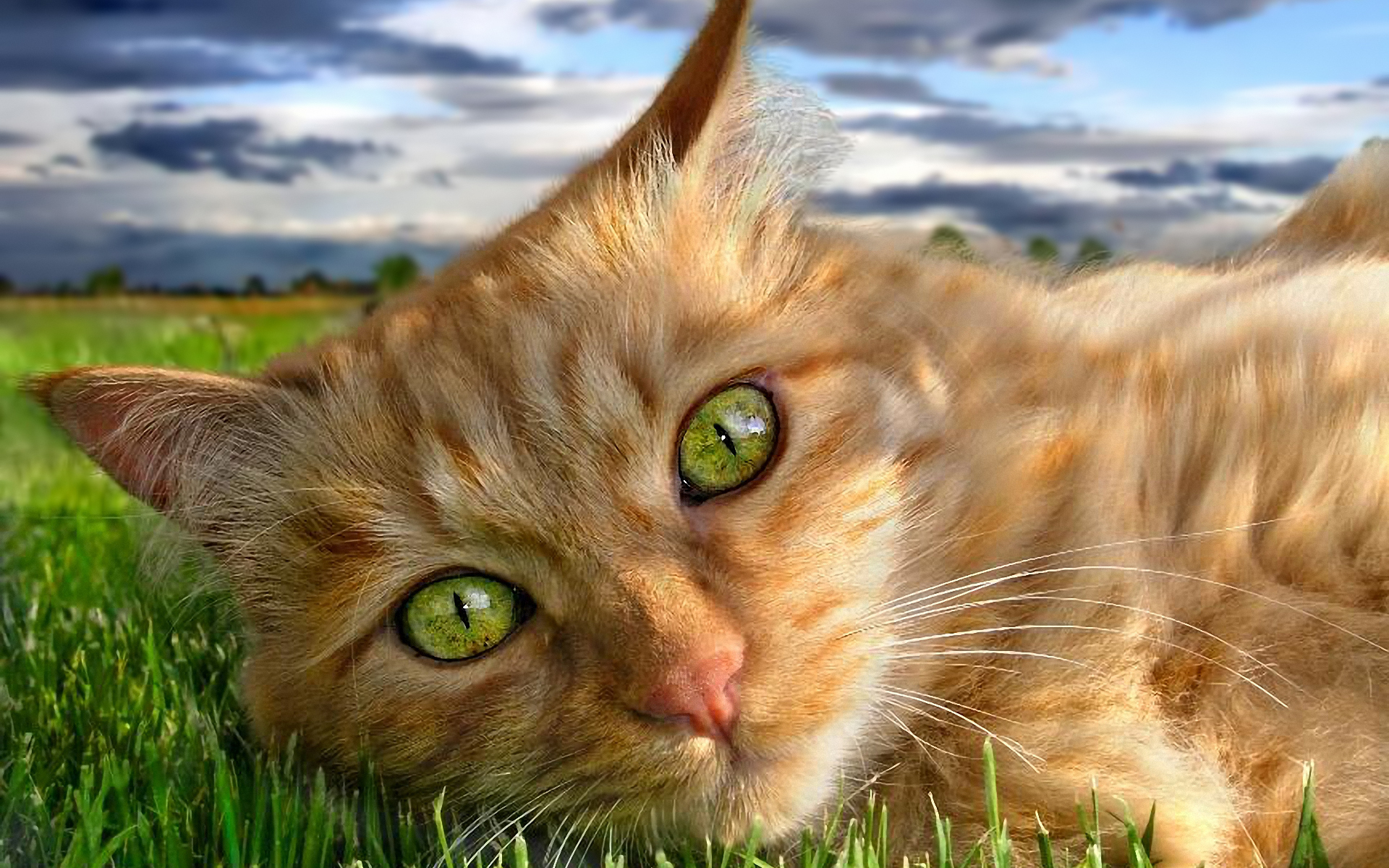 Download mobile wallpaper Eye, Cat, Cats, Animal for free.