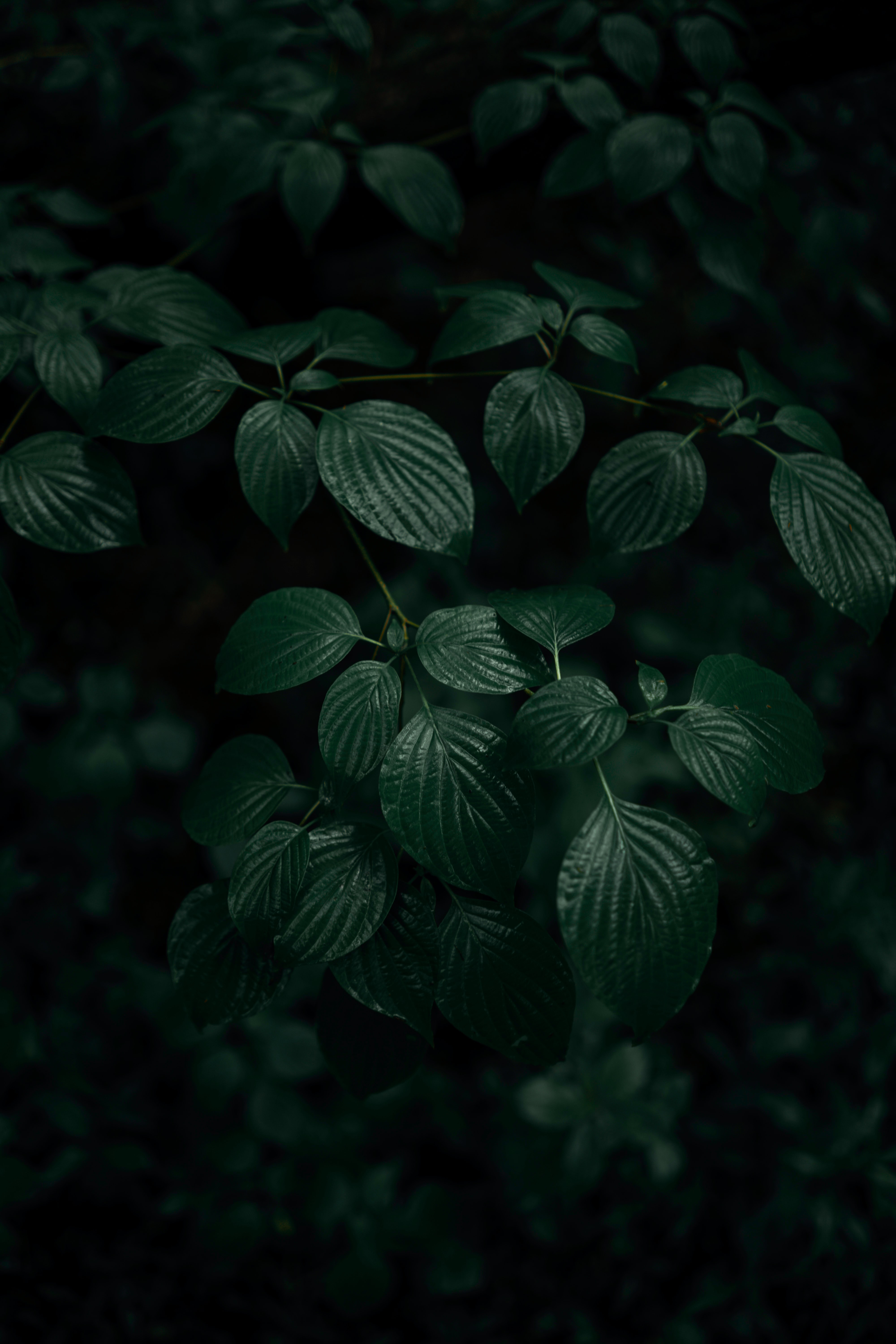 dark, green, leaves, plant, macro