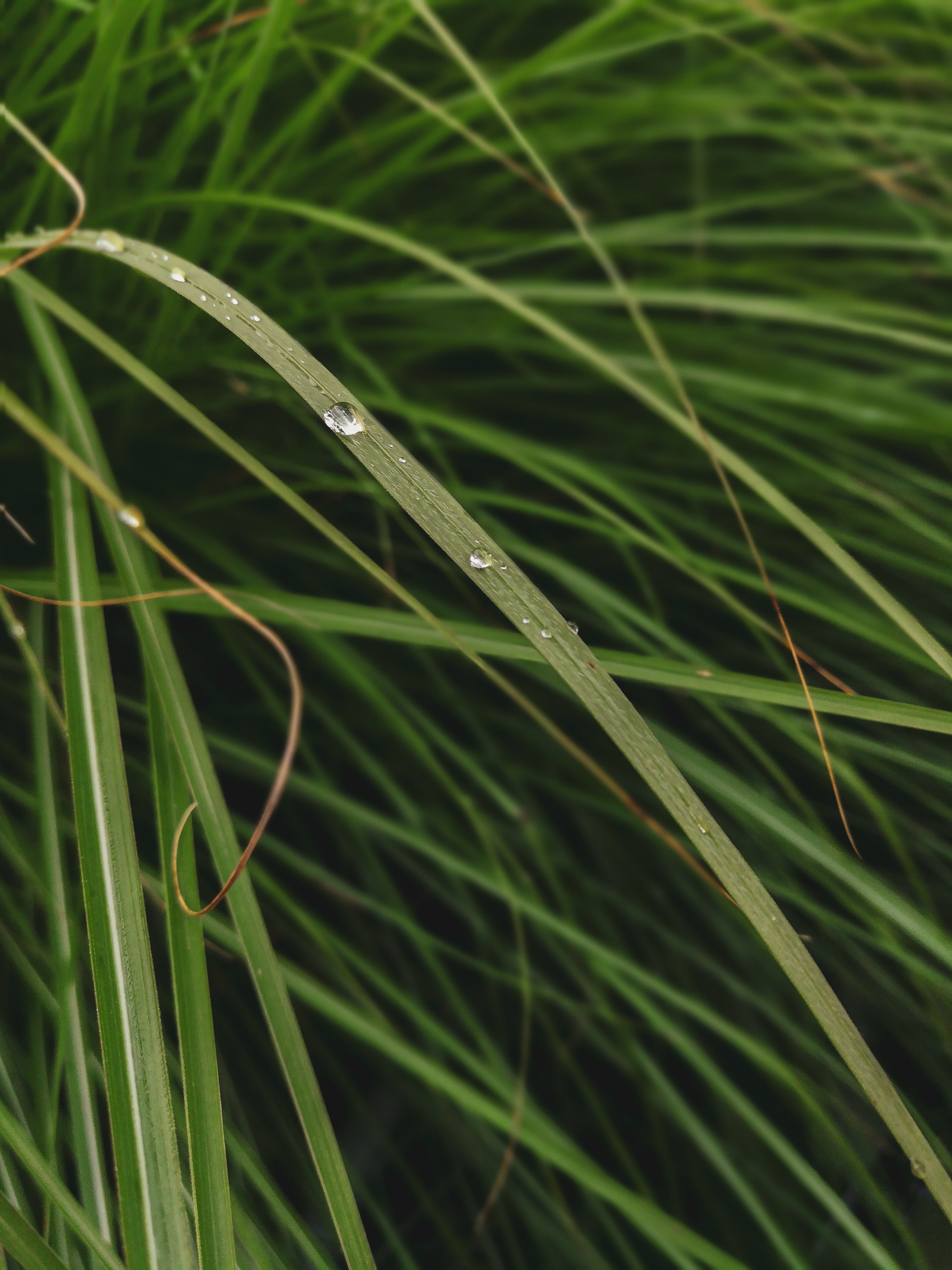 Download mobile wallpaper Grass, Macro, Water, Leaves, Drops for free.