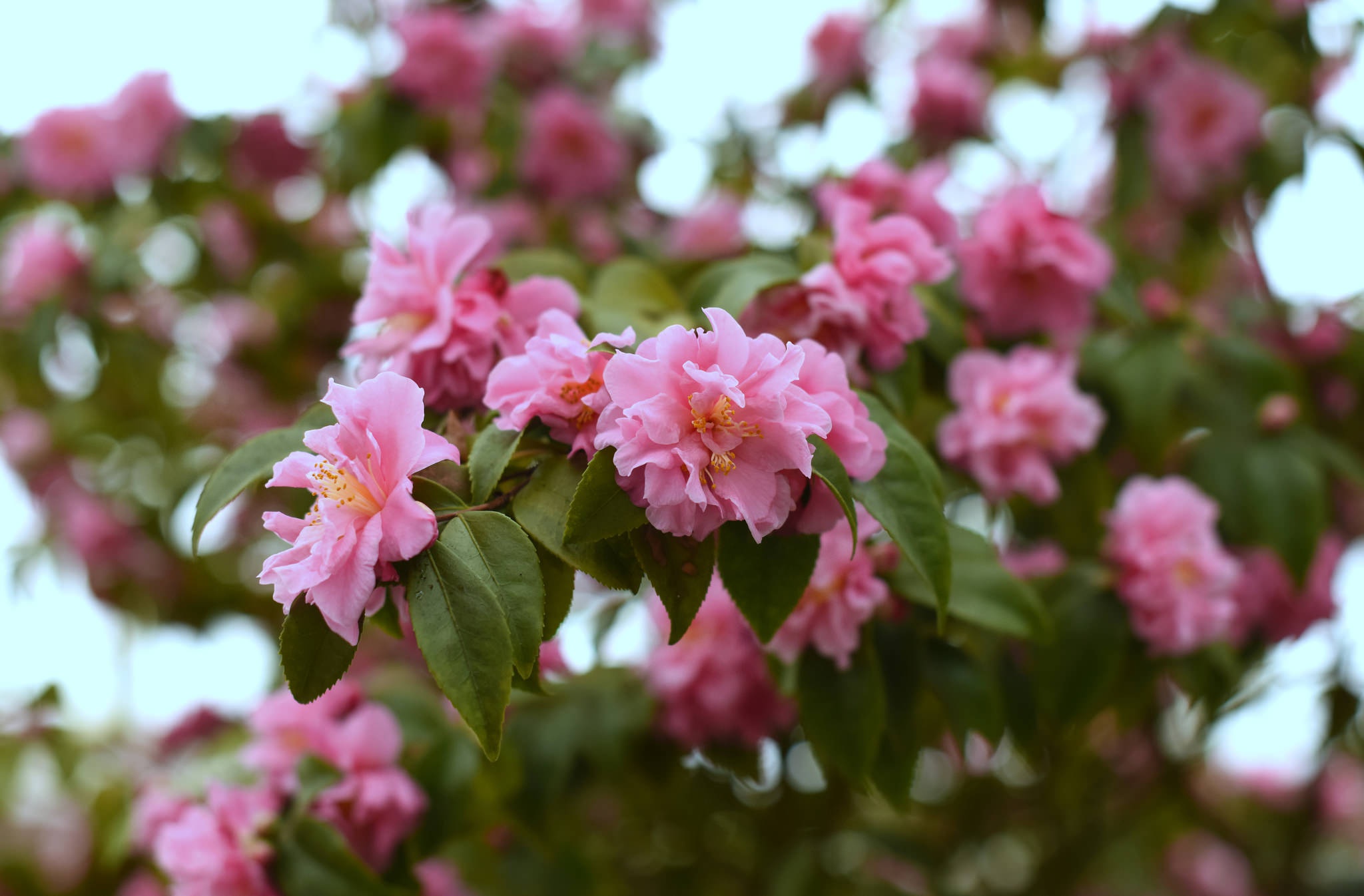 Laden Sie das Blumen, Kamelie, Erde/natur, Pinke Blume-Bild kostenlos auf Ihren PC-Desktop herunter