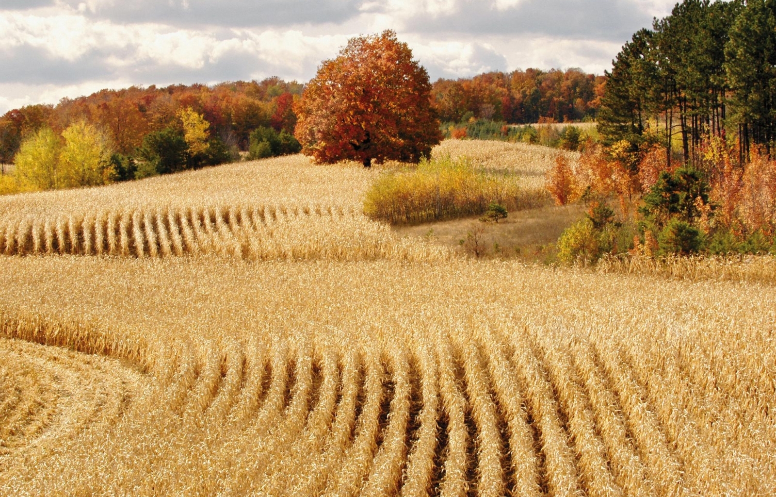 Download mobile wallpaper Landscape, Fields, Autumn for free.