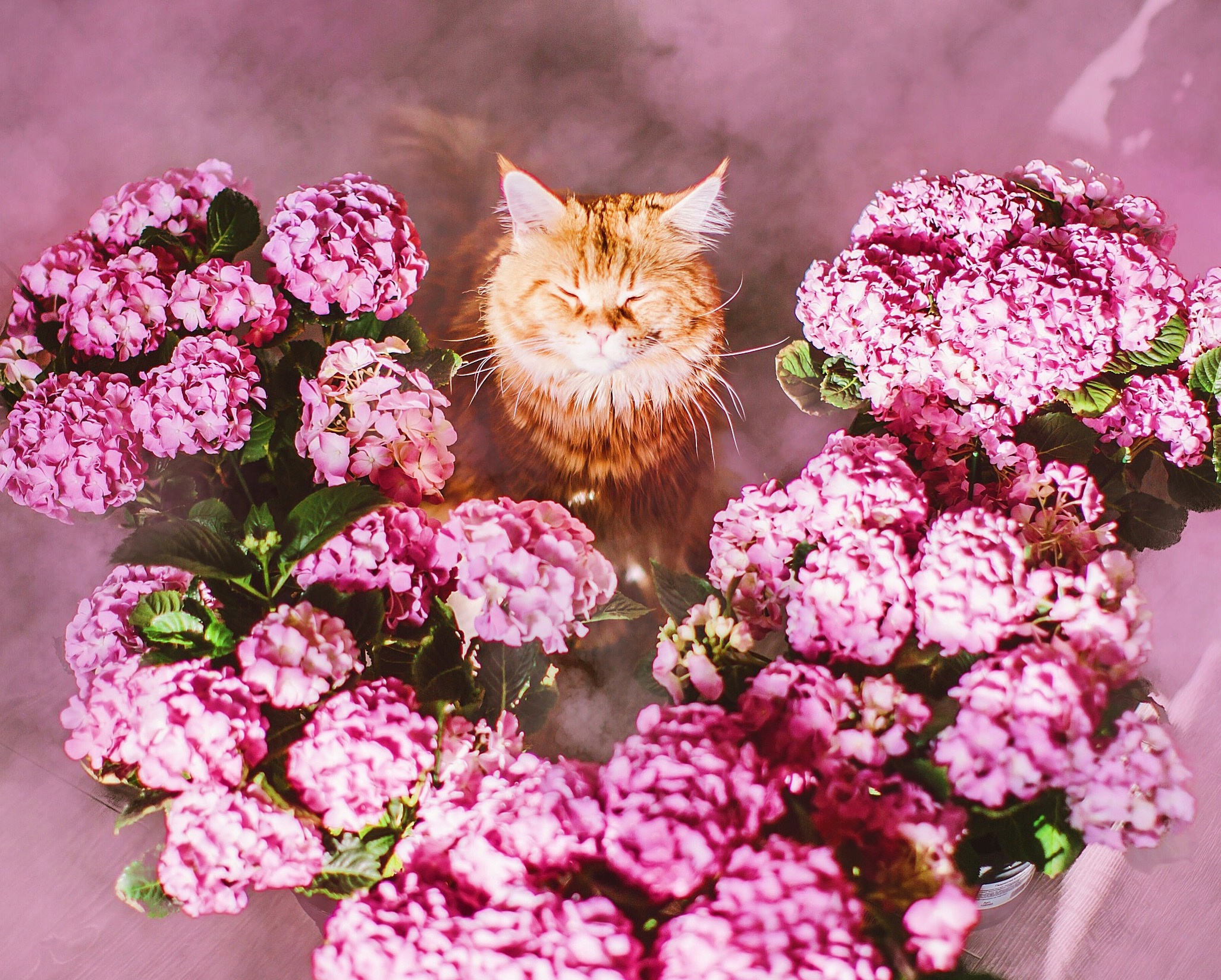Laden Sie das Tiere, Katzen, Blume, Katze, Hortensien, Pinke Blume-Bild kostenlos auf Ihren PC-Desktop herunter