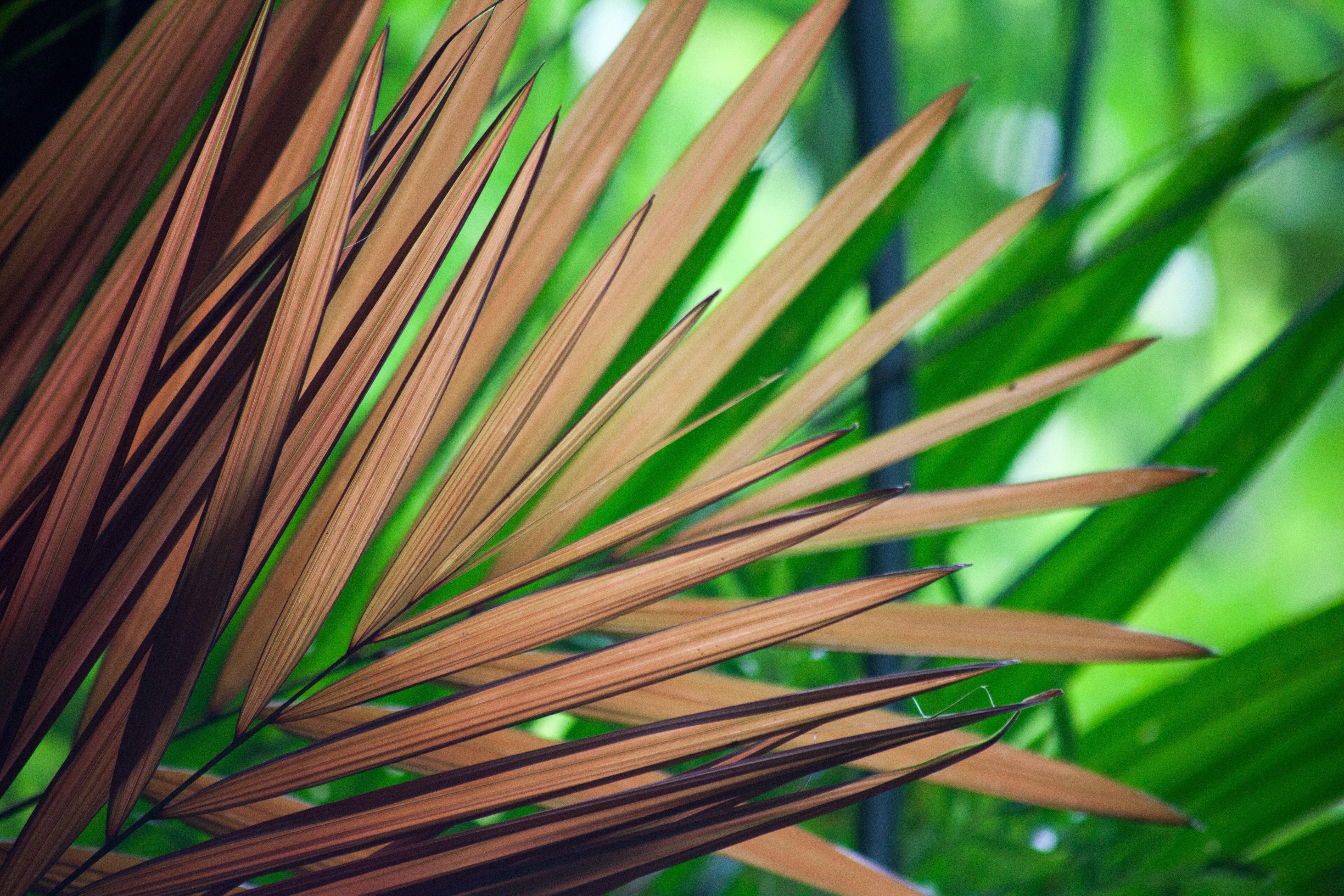 Download mobile wallpaper Branches, Wood, Tree, Leaves, Nature, Palm for free.