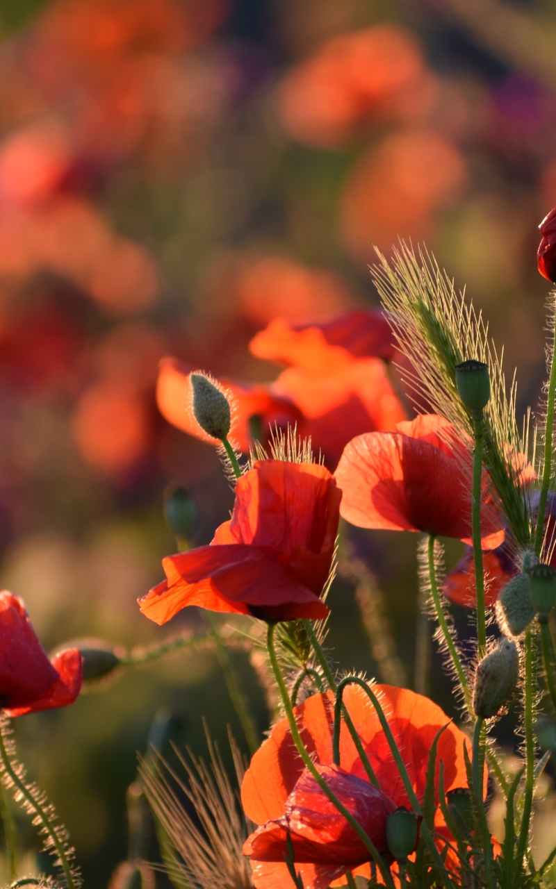 Handy-Wallpaper Natur, Blumen, Mohn, Blume, Rote Blume, Erde/natur kostenlos herunterladen.