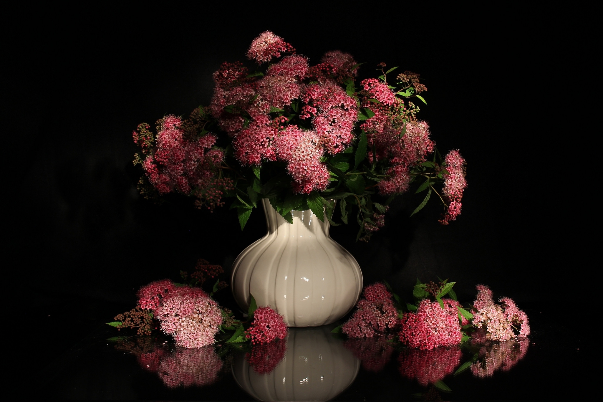 Laden Sie das Blume, Vase, Fotografie, Pinke Blume, Stillleben-Bild kostenlos auf Ihren PC-Desktop herunter