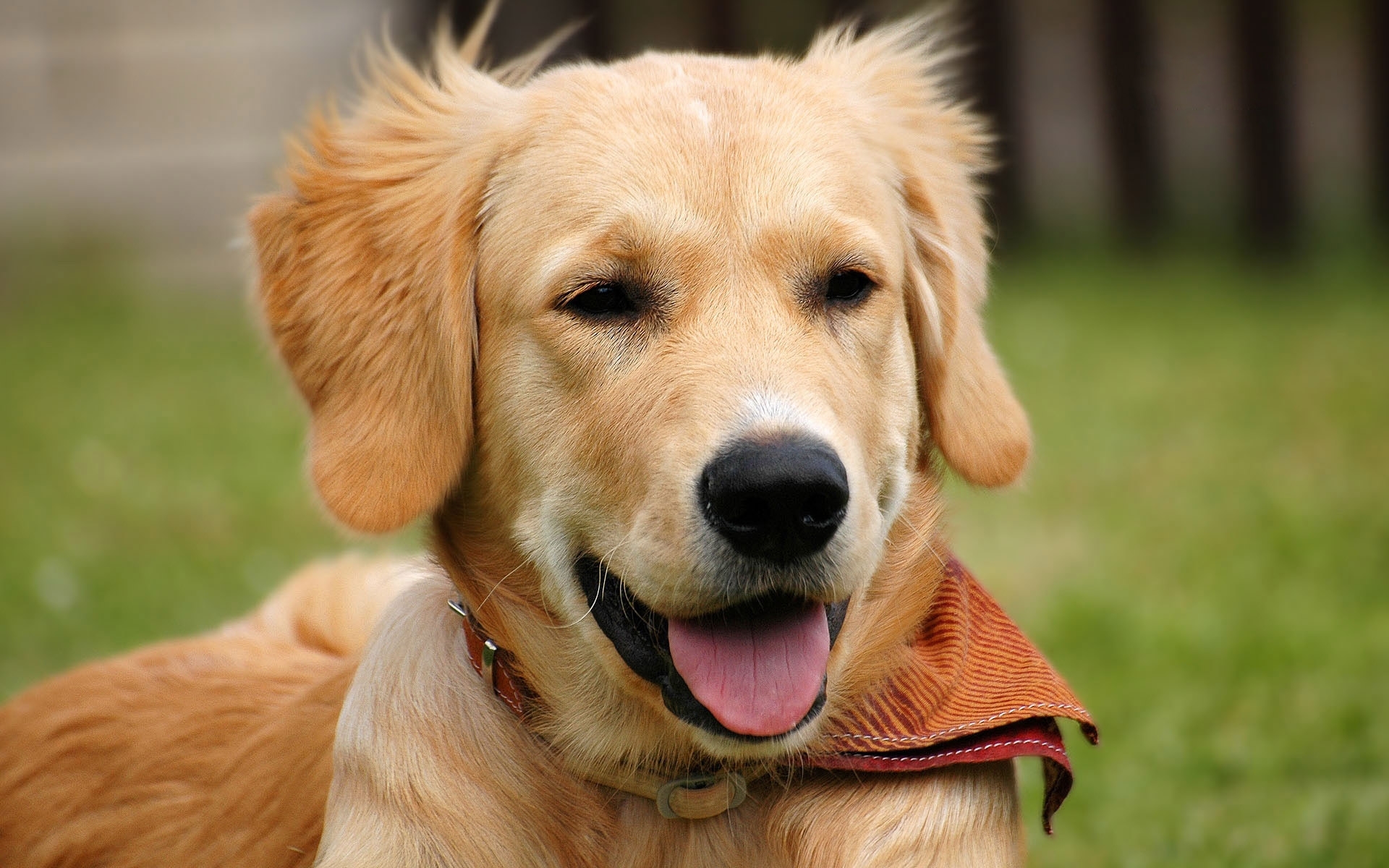 Téléchargez gratuitement l'image Chiens, Chien, Animaux sur le bureau de votre PC