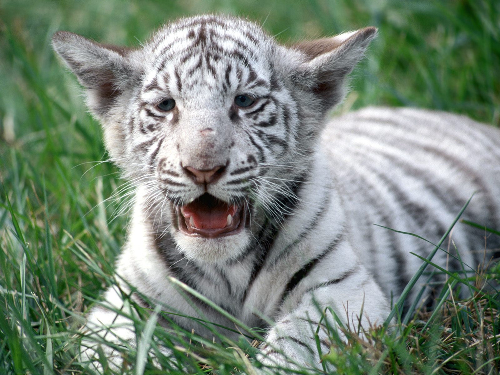 Descarga gratuita de fondo de pantalla para móvil de Animales, Gatos, Tigre Blanco.