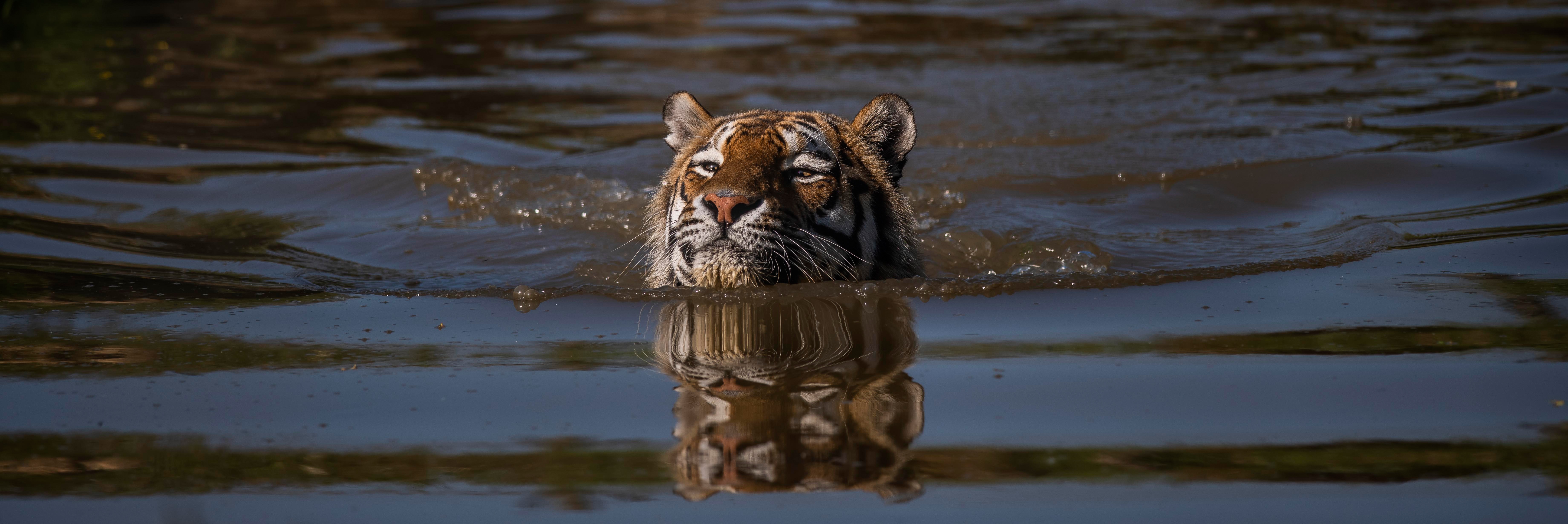 Baixe gratuitamente a imagem Gatos, Animais, Tigre na área de trabalho do seu PC