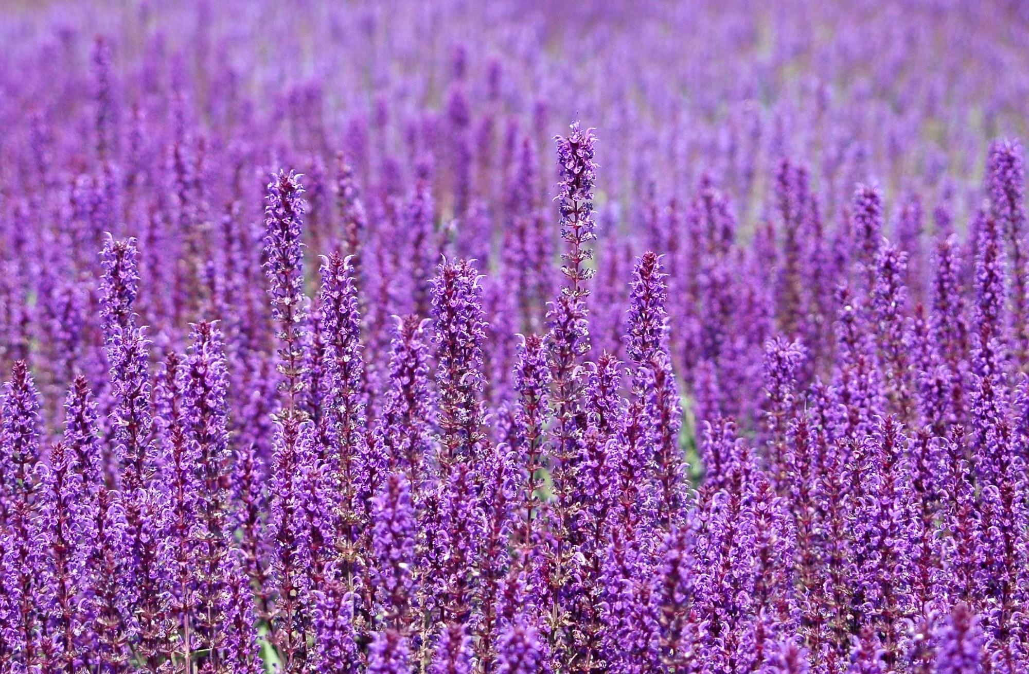 Free download wallpaper Flowers, Field, Lot, Violet on your PC desktop