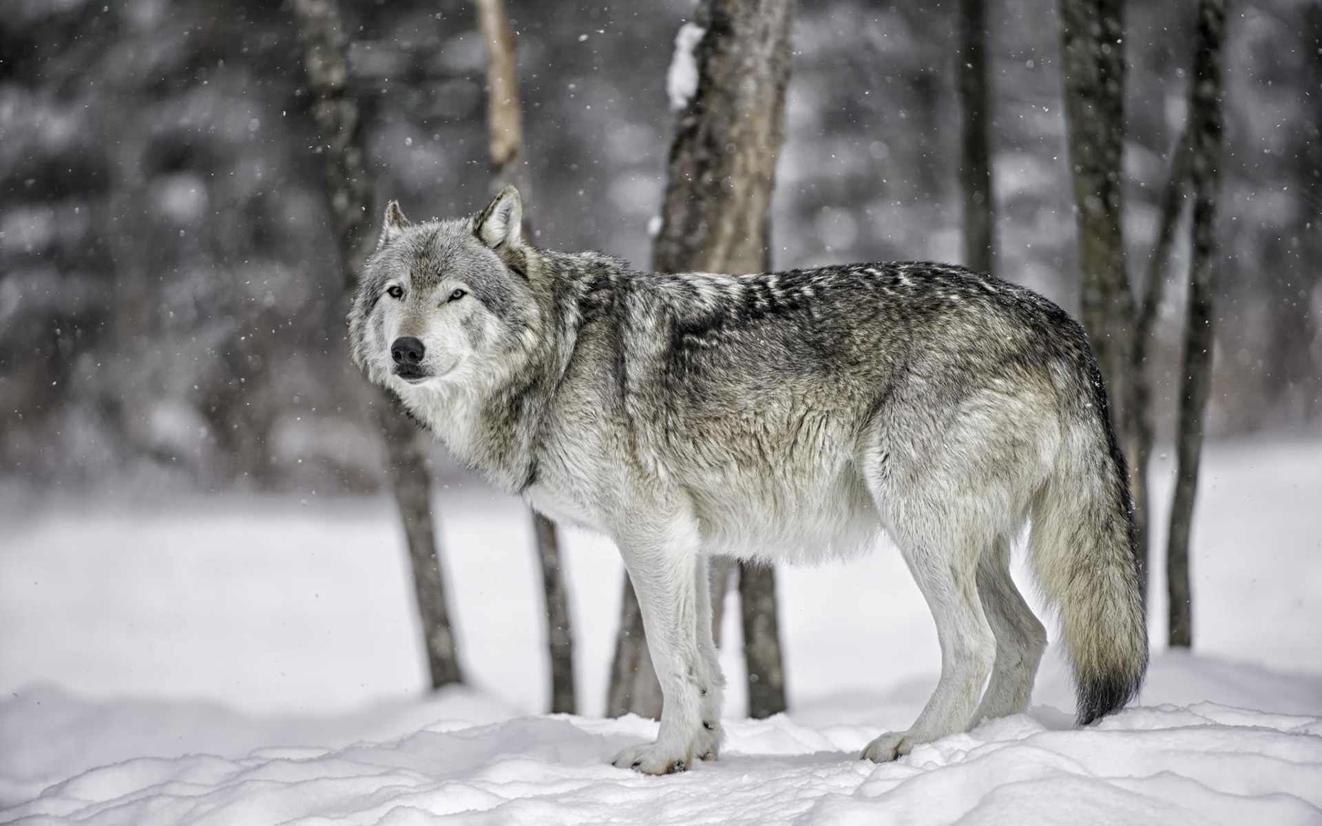 Free download wallpaper Winter, Wolf, Animal, Snowfall, Depth Of Field, Wolves on your PC desktop