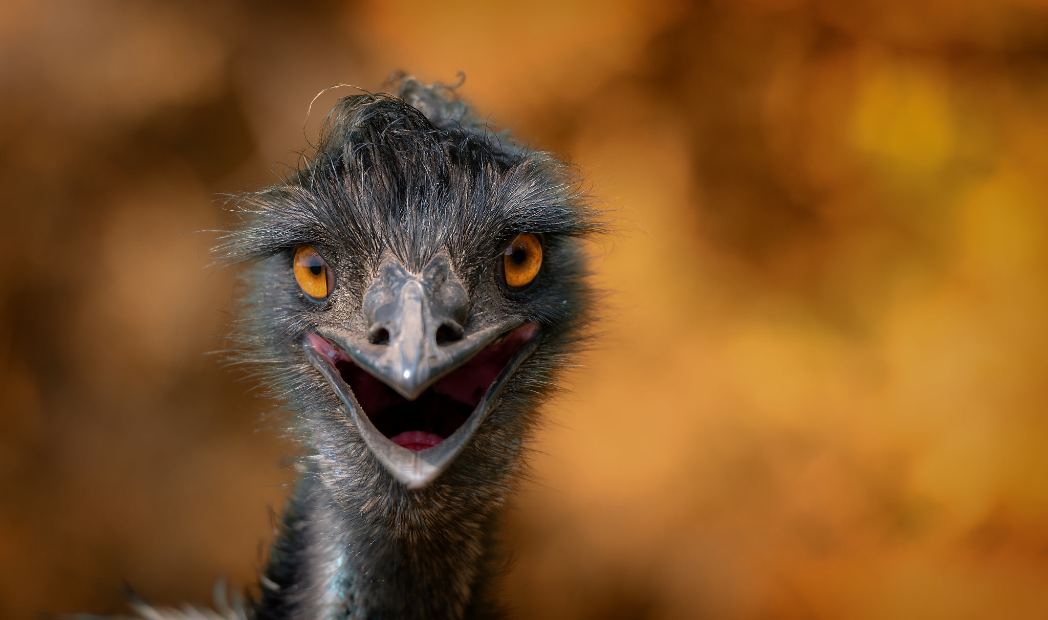 389916 Bild herunterladen tiere, emu, bokeh, vögel - Hintergrundbilder und Bildschirmschoner kostenlos
