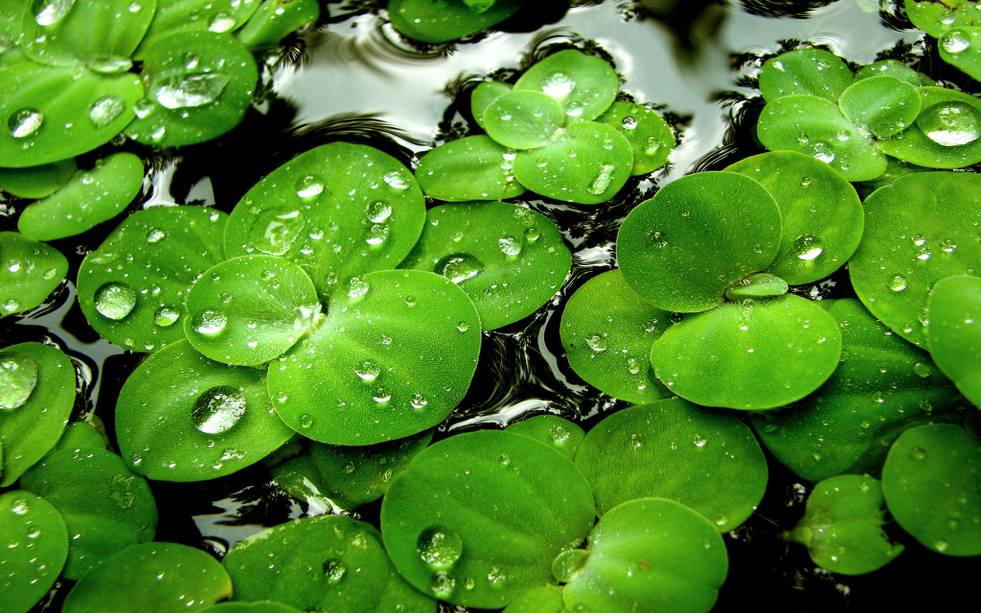 252557 завантажити шпалери рослина, земля, зелений, дощ - заставки і картинки безкоштовно
