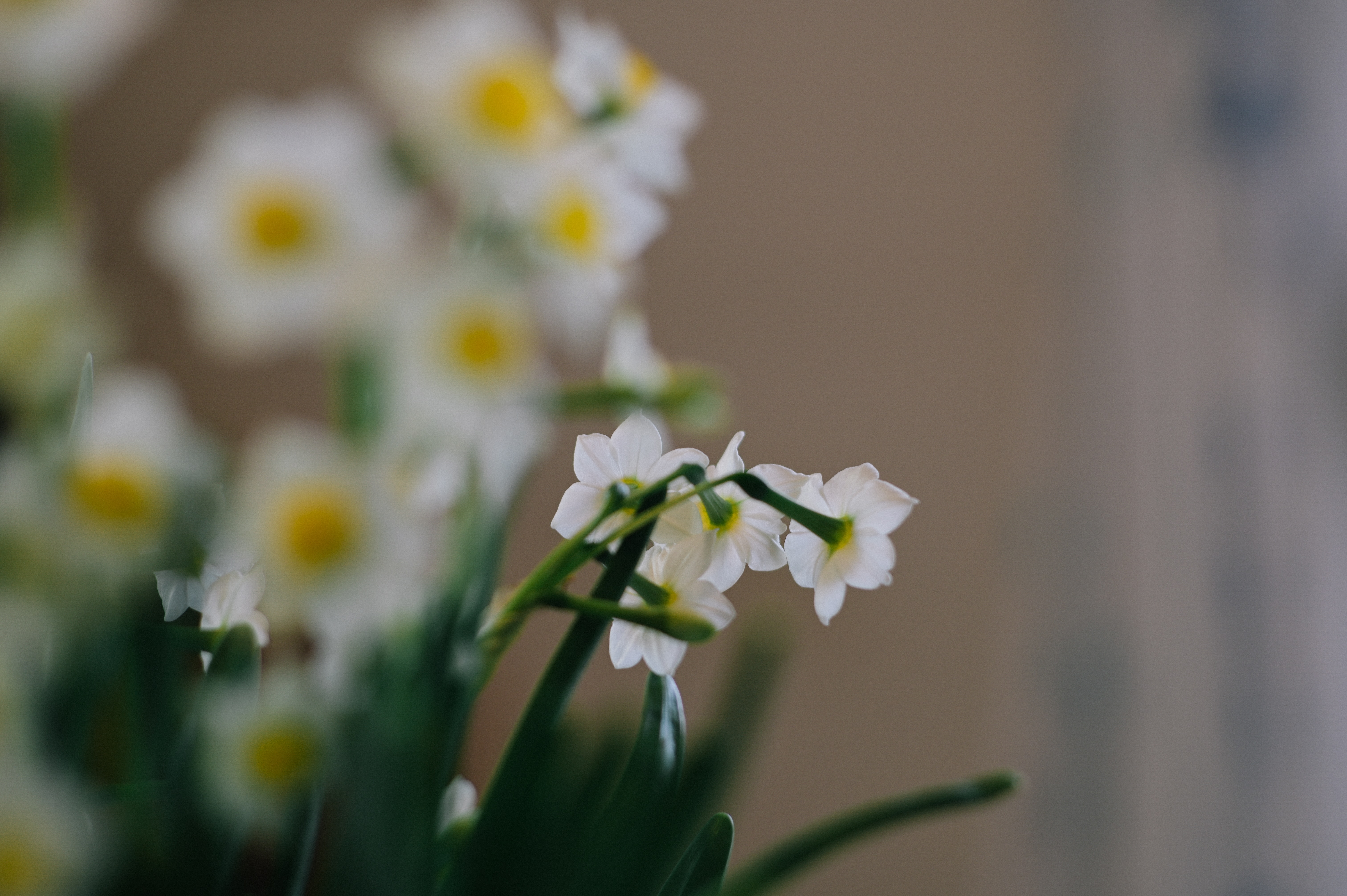 flowers, narcissussi, white, plant, spring High Definition image