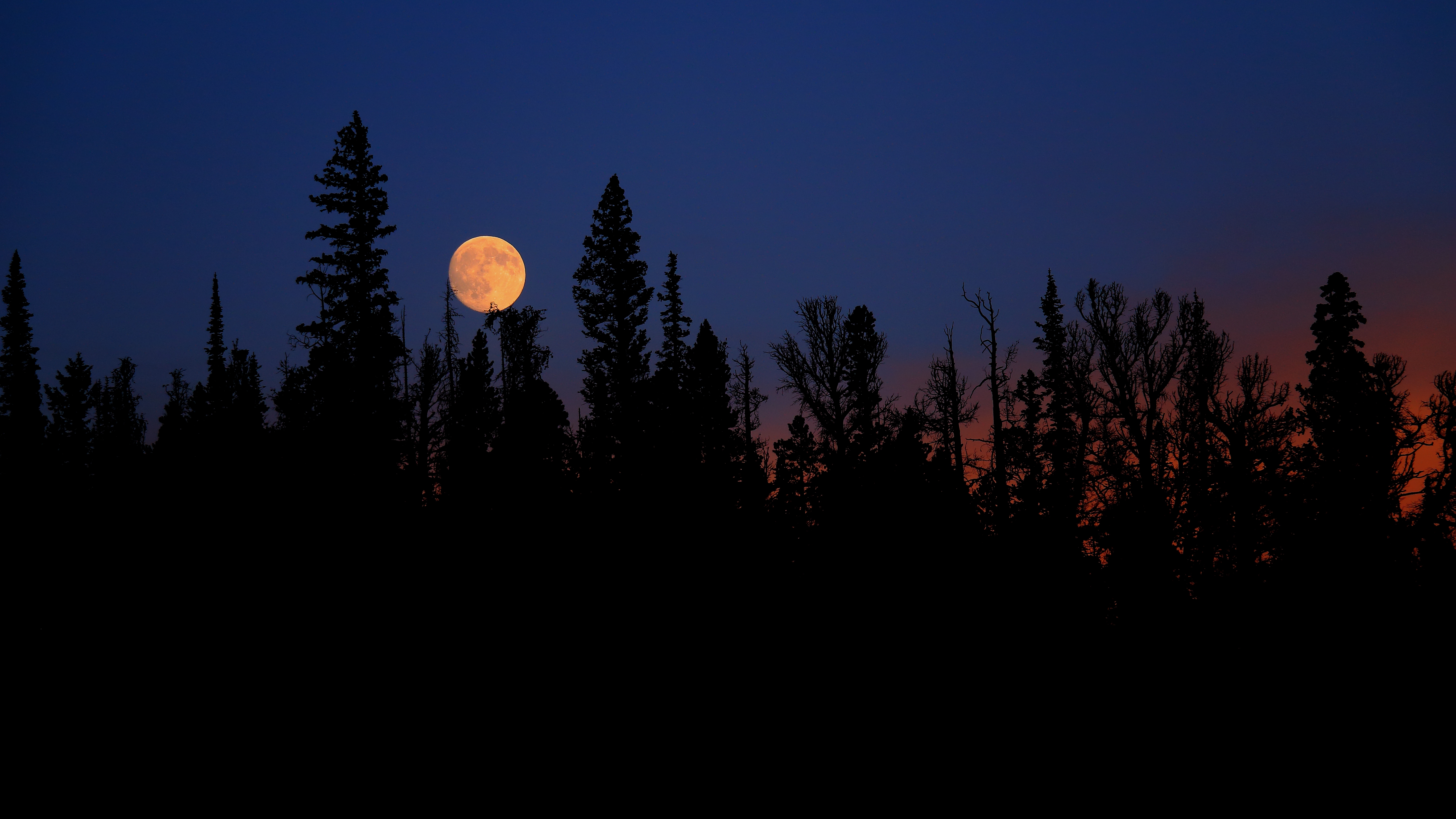 Free download wallpaper Trees, Fir, Spruce, Nature, Night, Moon on your PC desktop