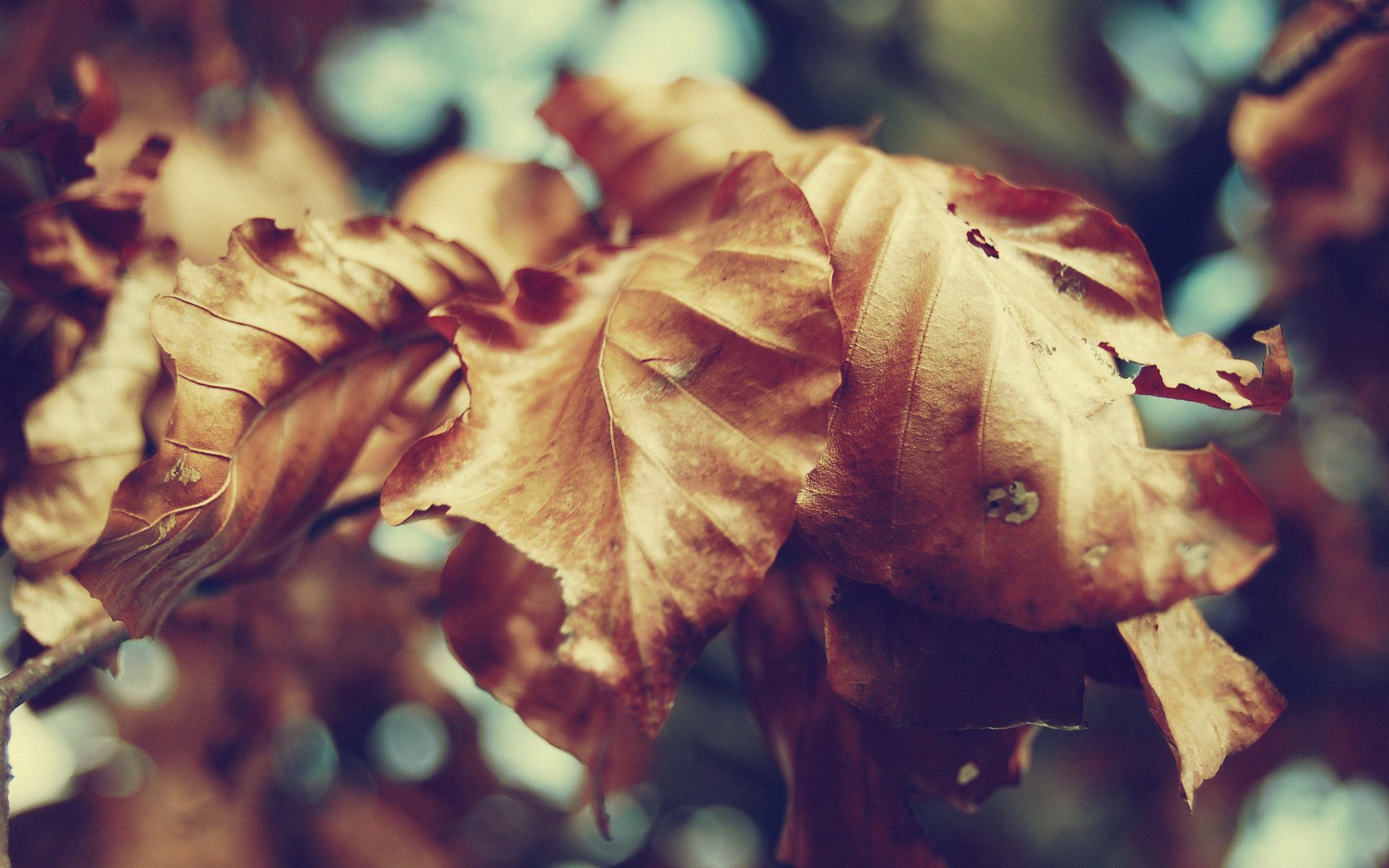 Free download wallpaper Leaves, Dry, Macro, Form, Autumn on your PC desktop