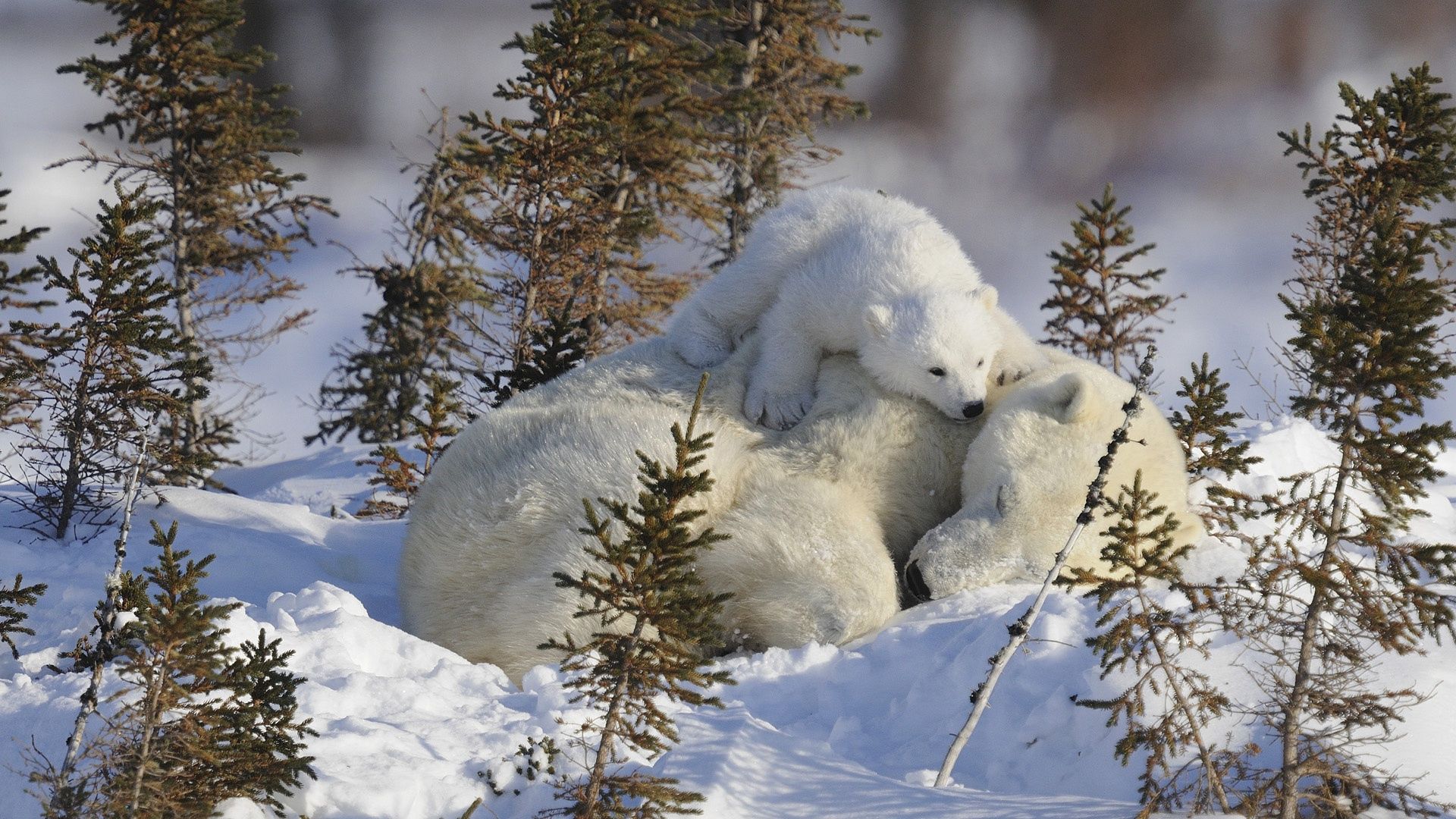 152950 télécharger le fond d'écran ours polaires, animaux, neige, branches, une famille, famille, des ours blancs - économiseurs d'écran et images gratuitement