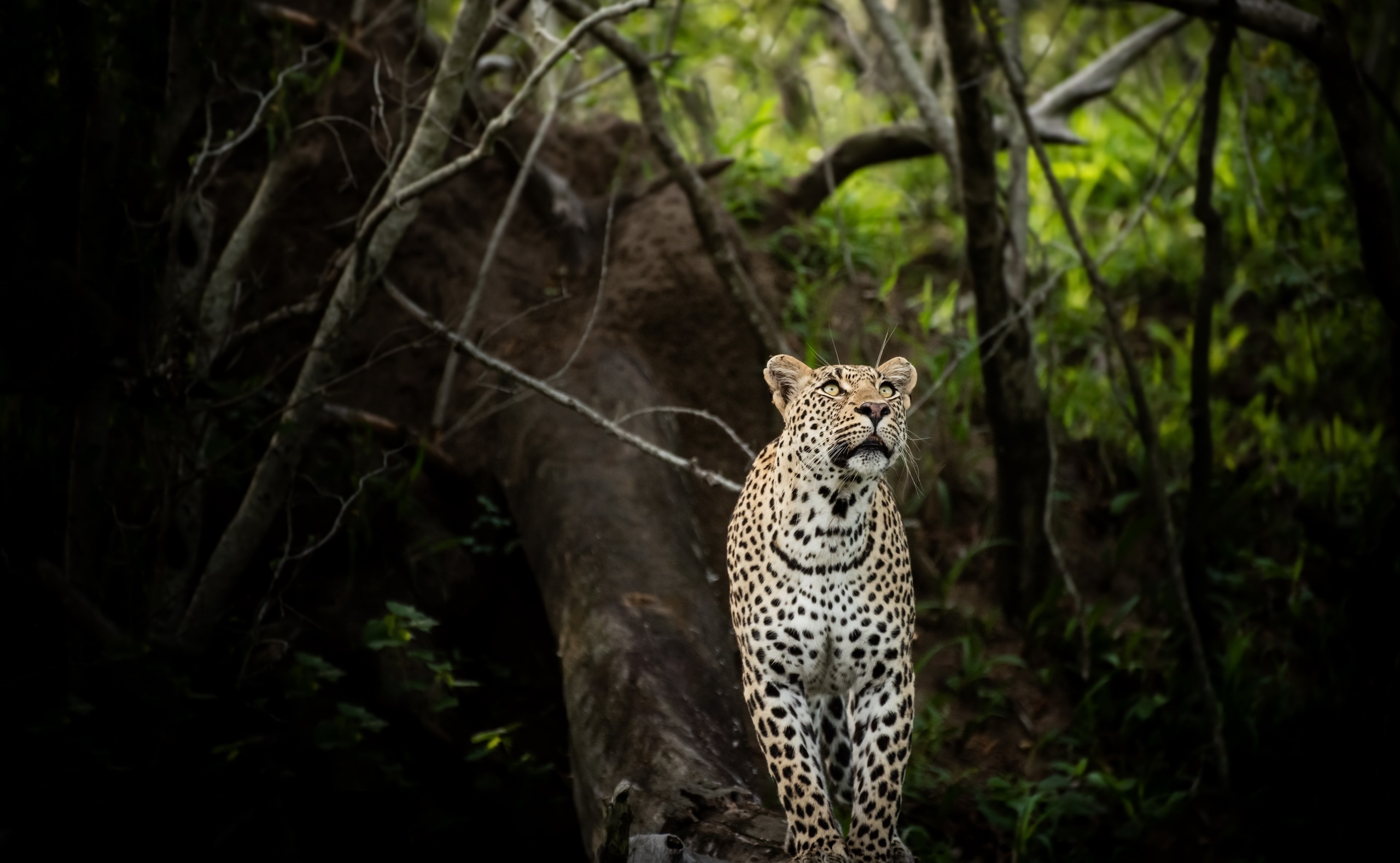 Handy-Wallpaper Tiere, Katzen, Leopard kostenlos herunterladen.