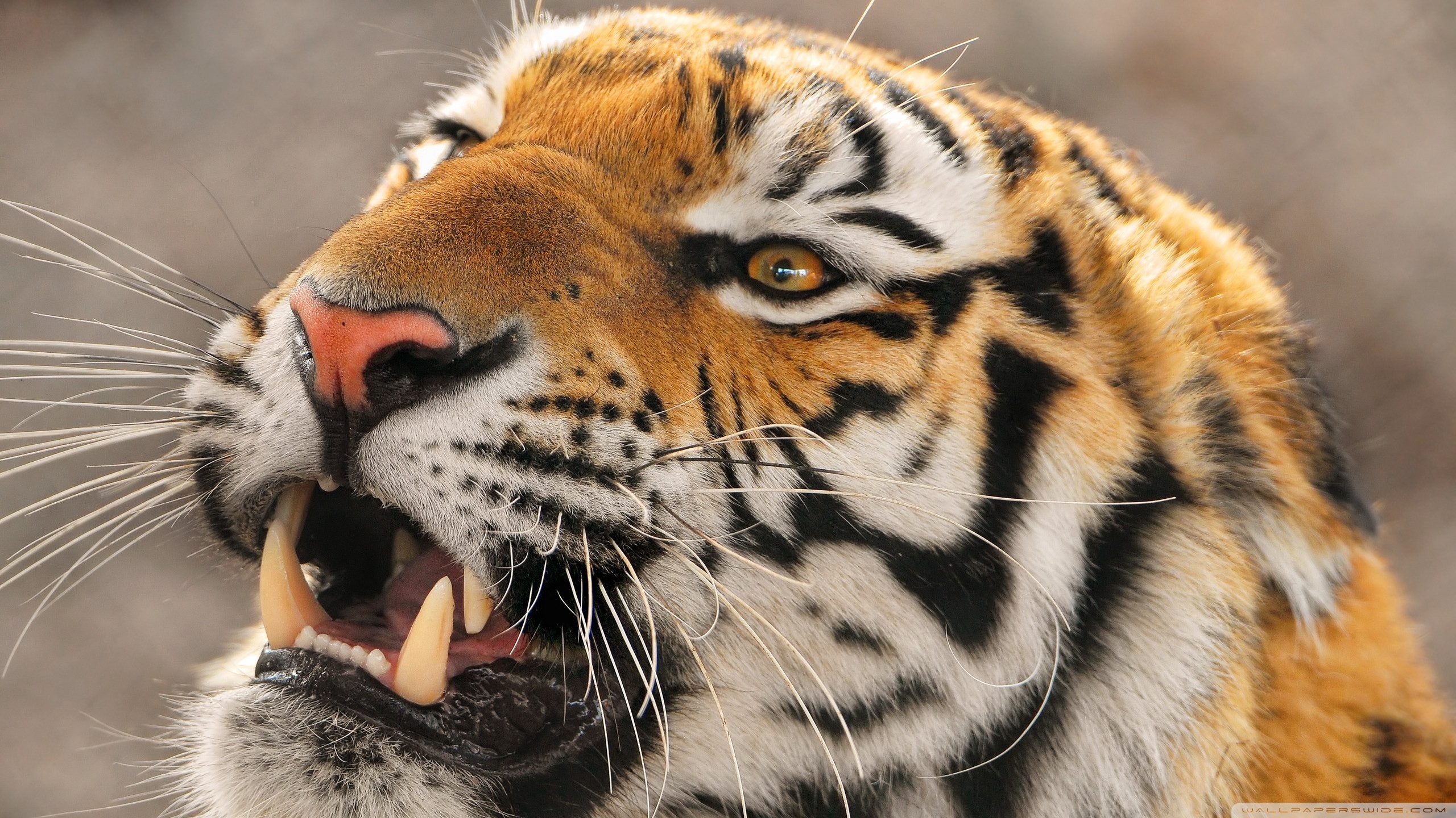 Baixe gratuitamente a imagem Gatos, Animais, Tigre na área de trabalho do seu PC