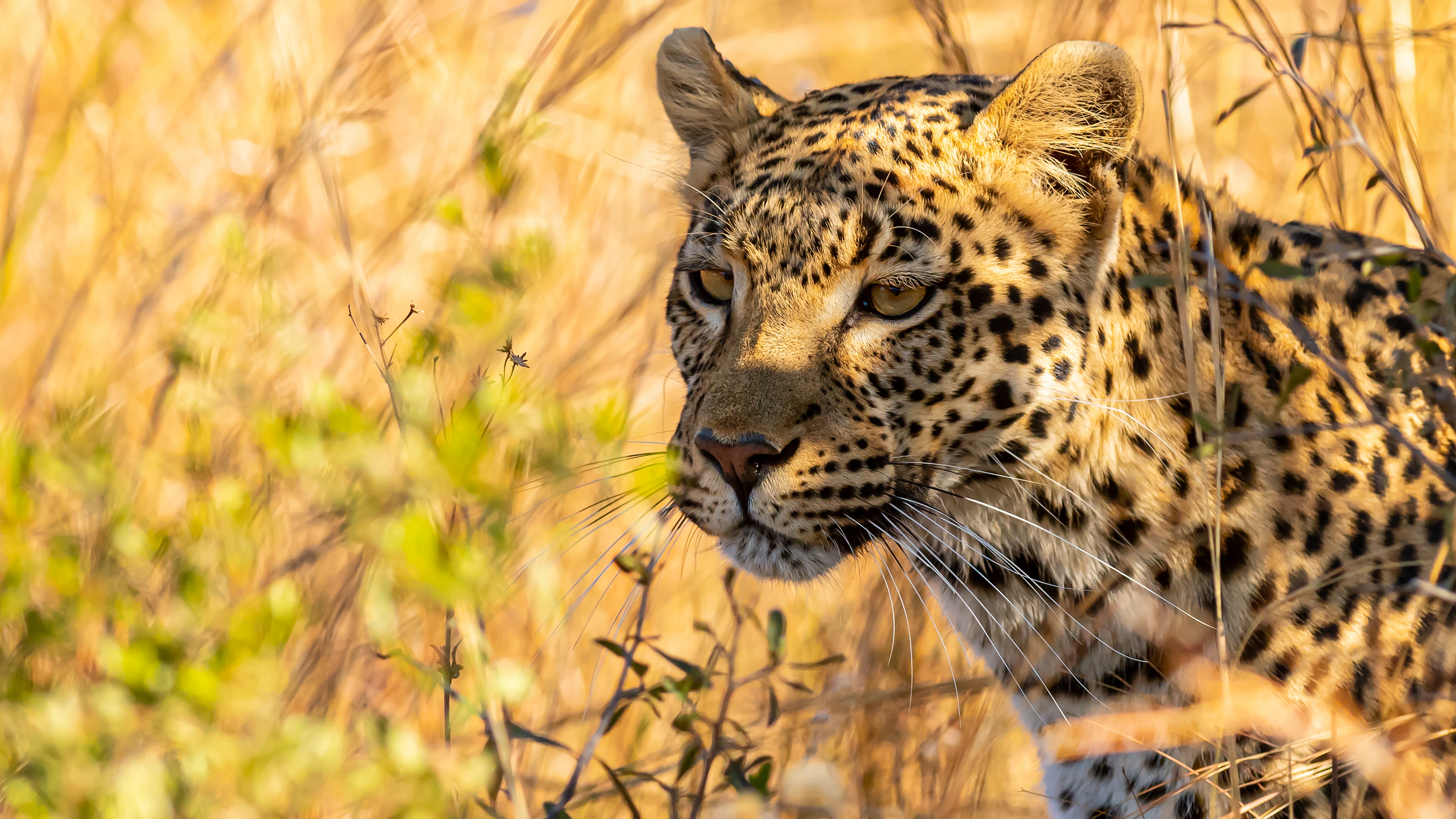 Baixar papel de parede para celular de Animais, Gatos, Leopardo gratuito.