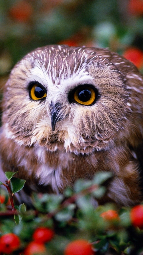 無料モバイル壁紙動物, 鳥, フクロウをダウンロードします。