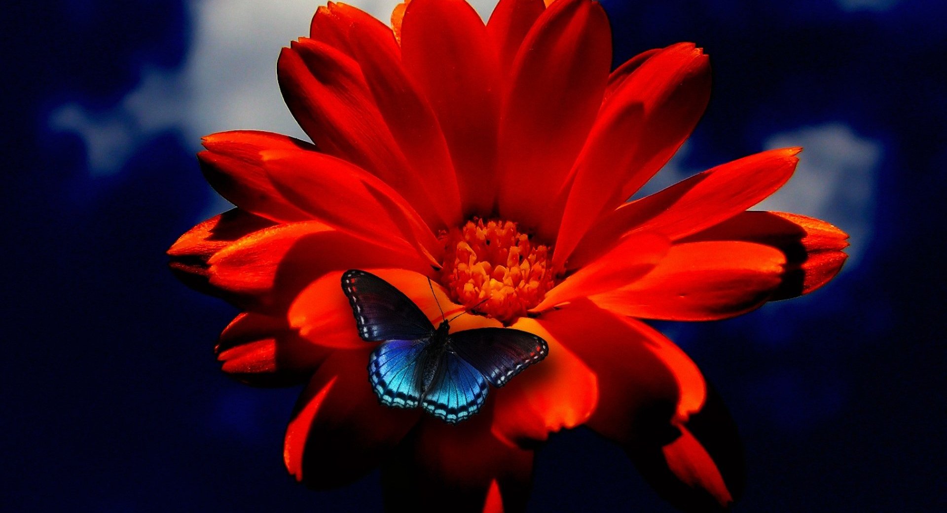 Скачать обои бесплатно Цветок, Красный, Синий, Бабочка, Земля/природа, Флауэрсы картинка на рабочий стол ПК