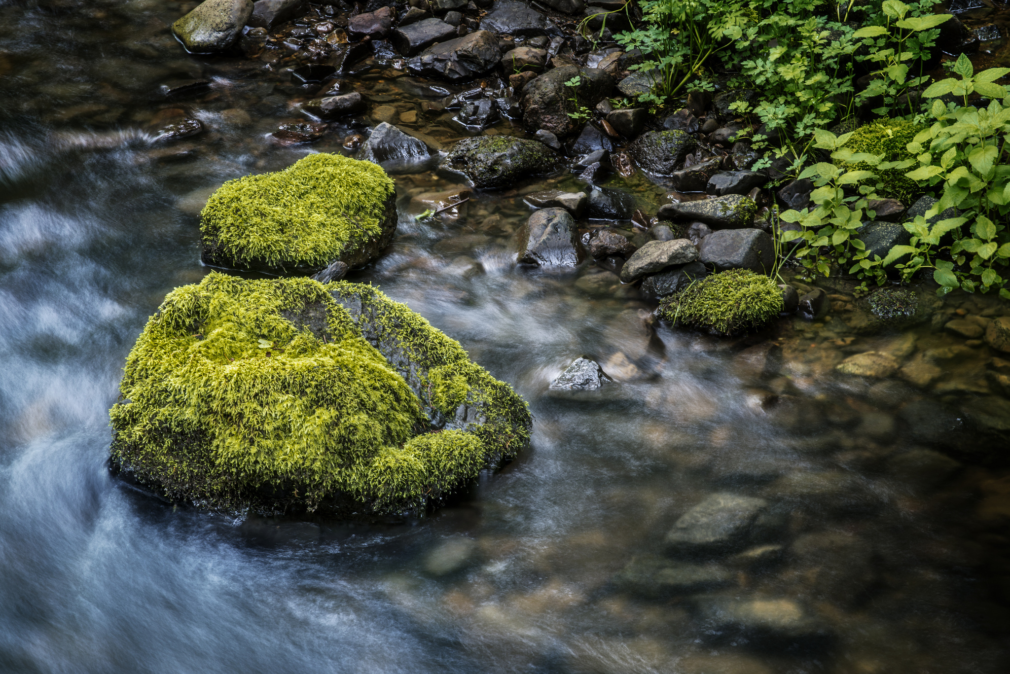 Descarga gratis la imagen Naturaleza, Musgo, Chorro, Tierra/naturaleza en el escritorio de tu PC