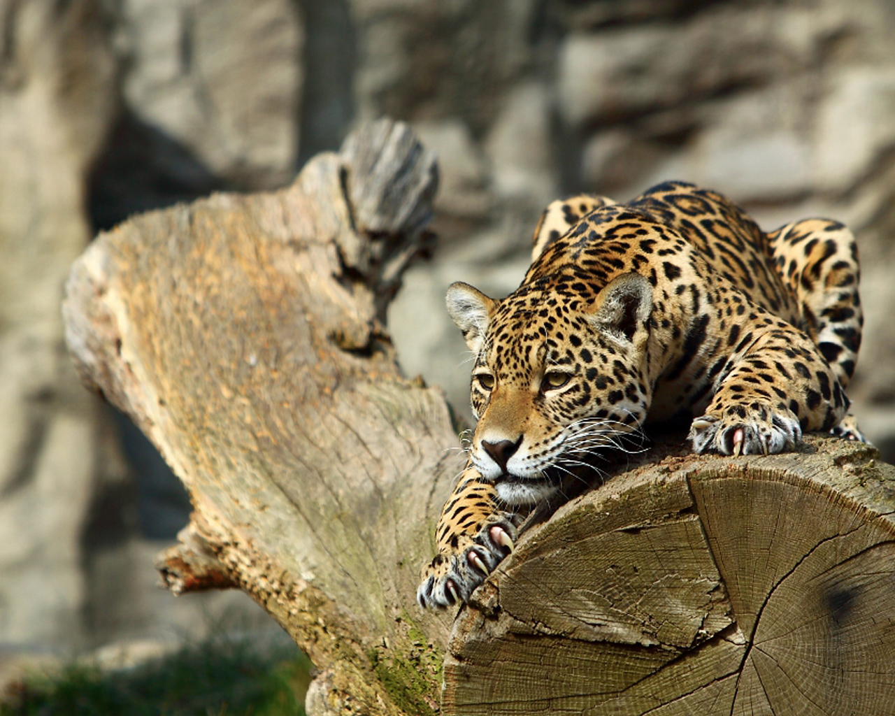 1435256 Bild herunterladen tiere, leopard - Hintergrundbilder und Bildschirmschoner kostenlos