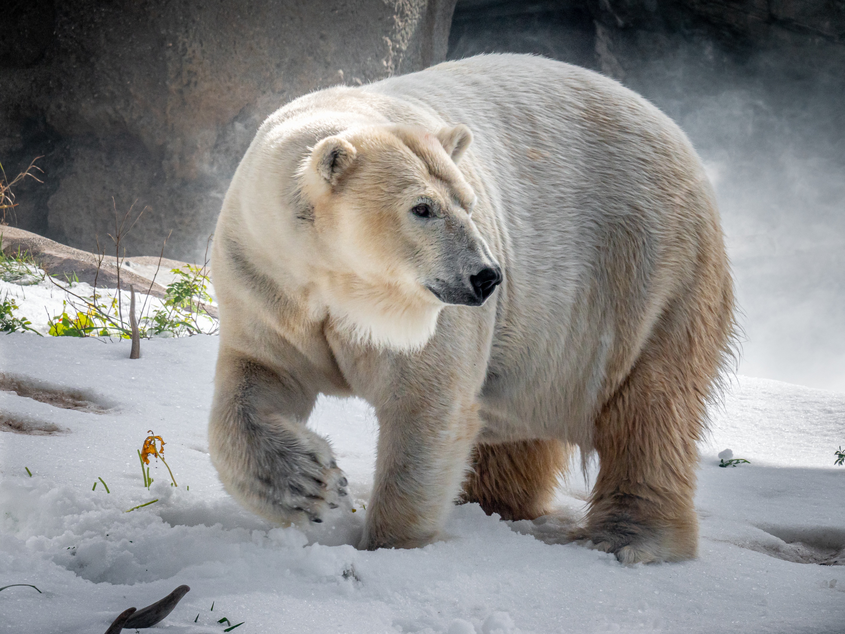 無料モバイル壁紙動物, 冬, クマ, シロクマをダウンロードします。