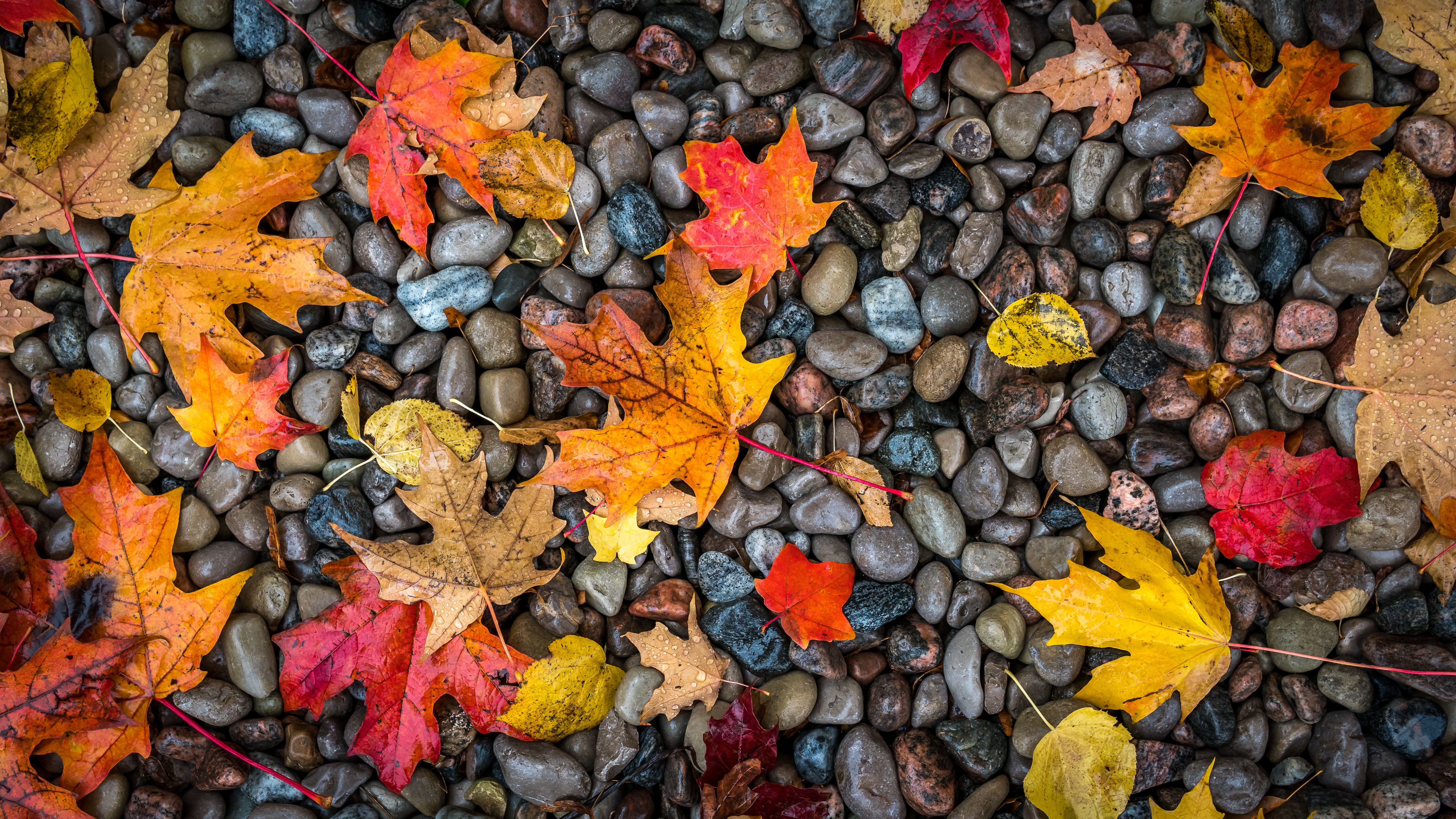 nature, stones, autumn, maple, leaves, wet, humid HD wallpaper