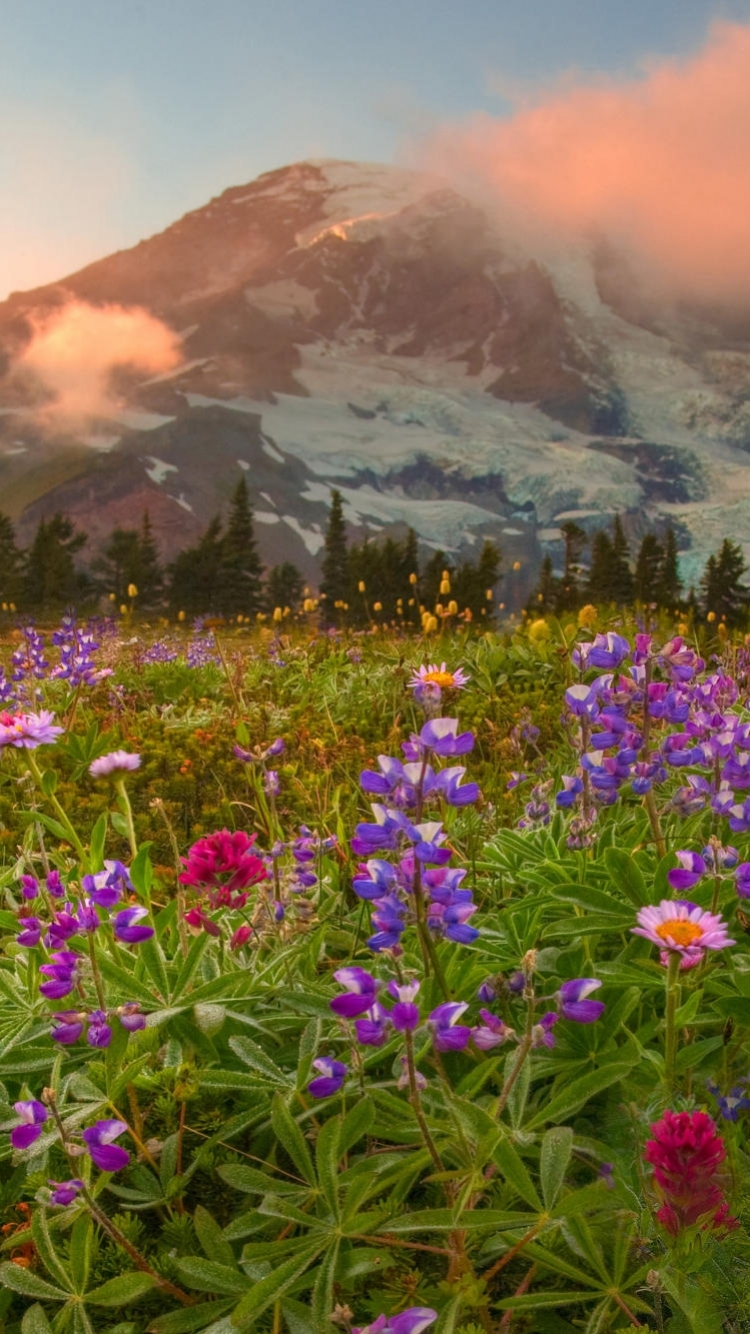 Download mobile wallpaper Flowers, Mountain, Flower, Earth, Colors, Colorful, Spring, Meadow for free.