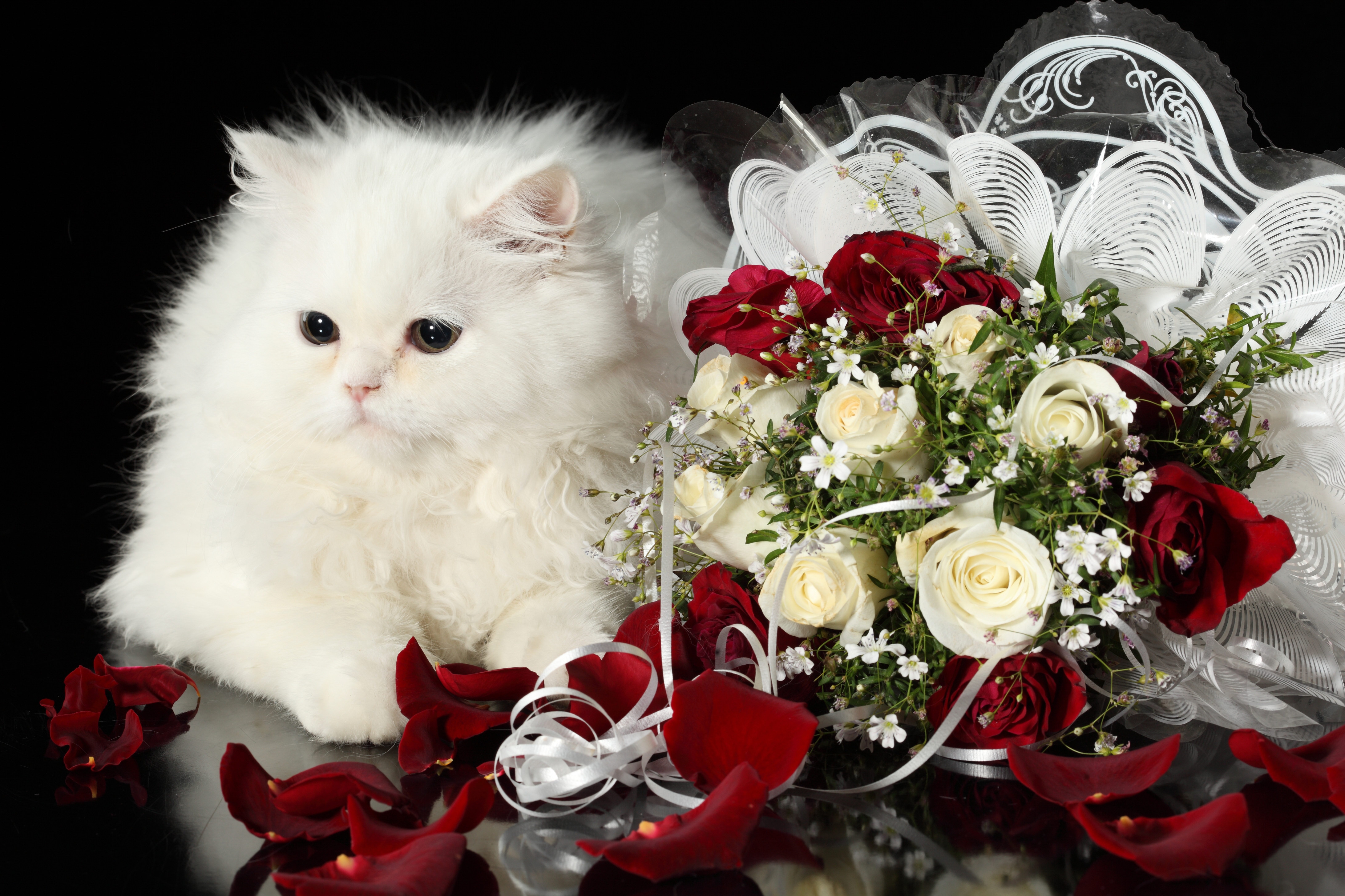 PCデスクトップに動物, ブーケ, ネコ, 花束, バラ, 黒の背景, 猫画像を無料でダウンロード