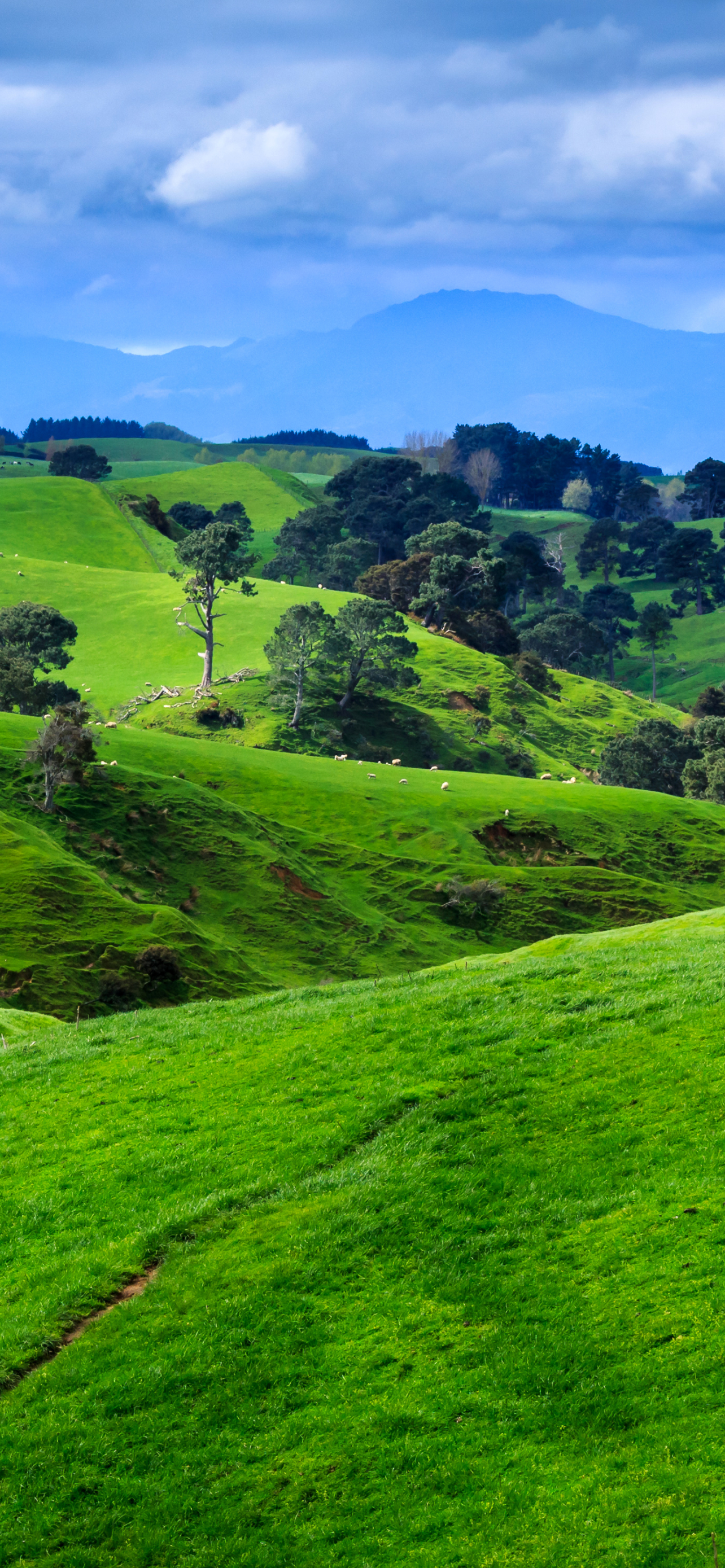 Скачати мобільні шпалери Пейзаж, Природа, Трава, Нова Зеландія, Земля, Хілл безкоштовно.