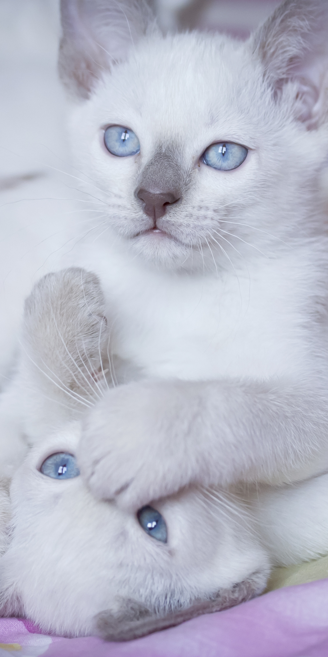 Download mobile wallpaper Cats, Cat, Animal for free.