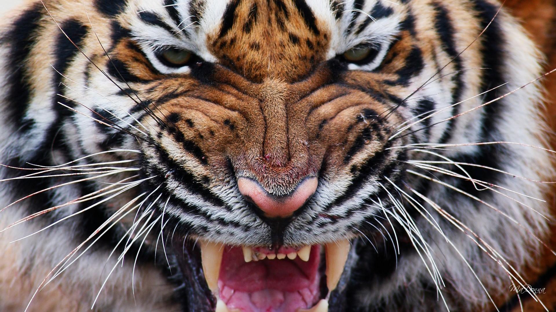 Free download wallpaper Cats, Close Up, Tiger, Animal, Face on your PC desktop