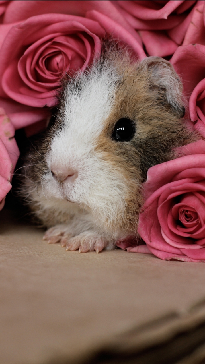 Download mobile wallpaper Flower, Rose, Animal, Guinea Pig for free.