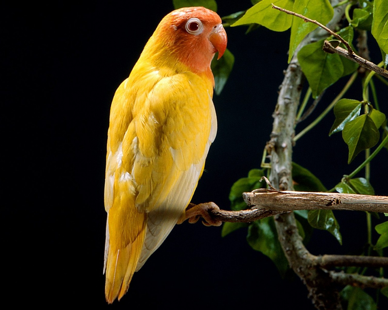 Download mobile wallpaper Animal, Parrot for free.