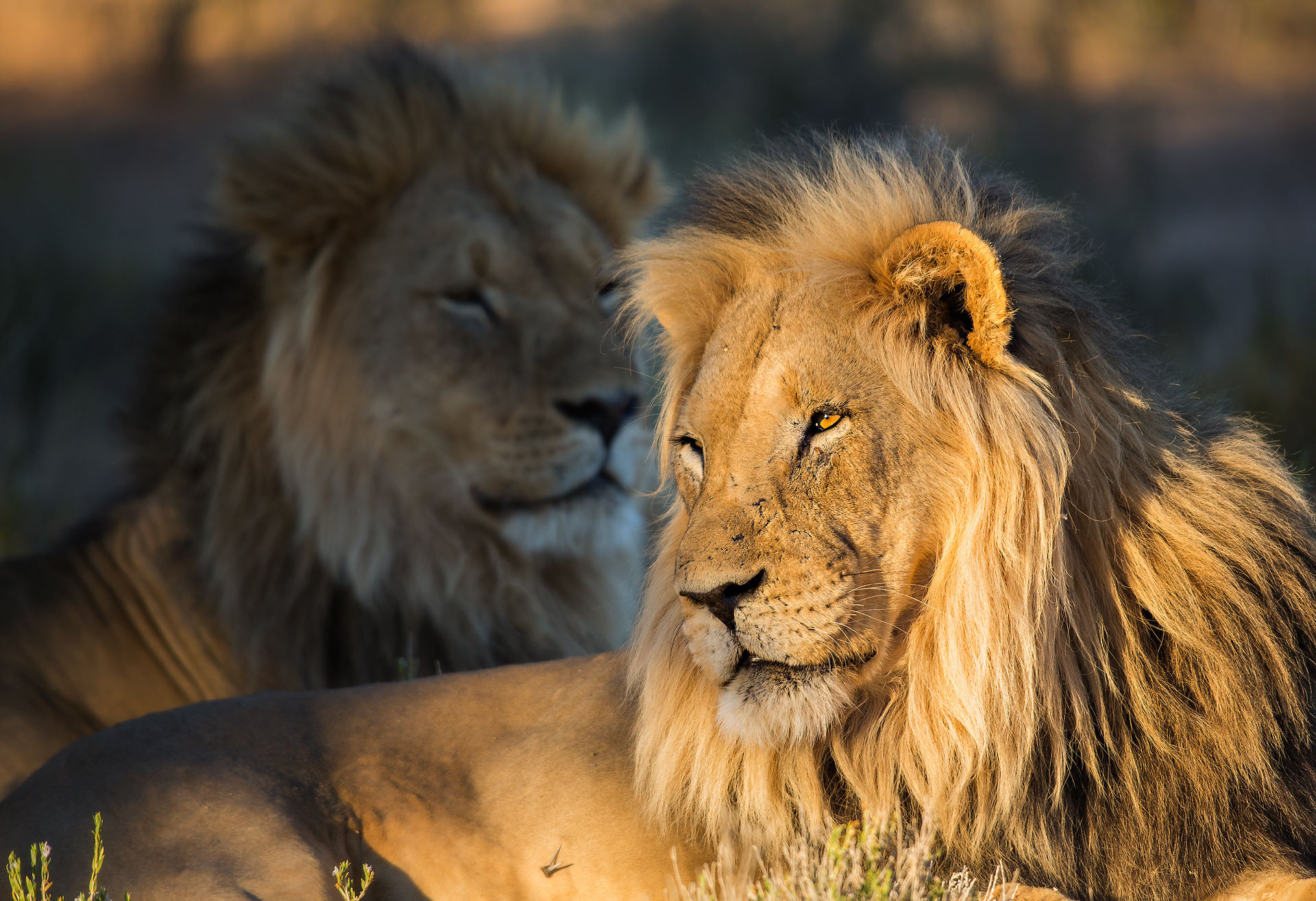 Téléchargez des papiers peints mobile Animaux, Chats, Museau, Lion gratuitement.