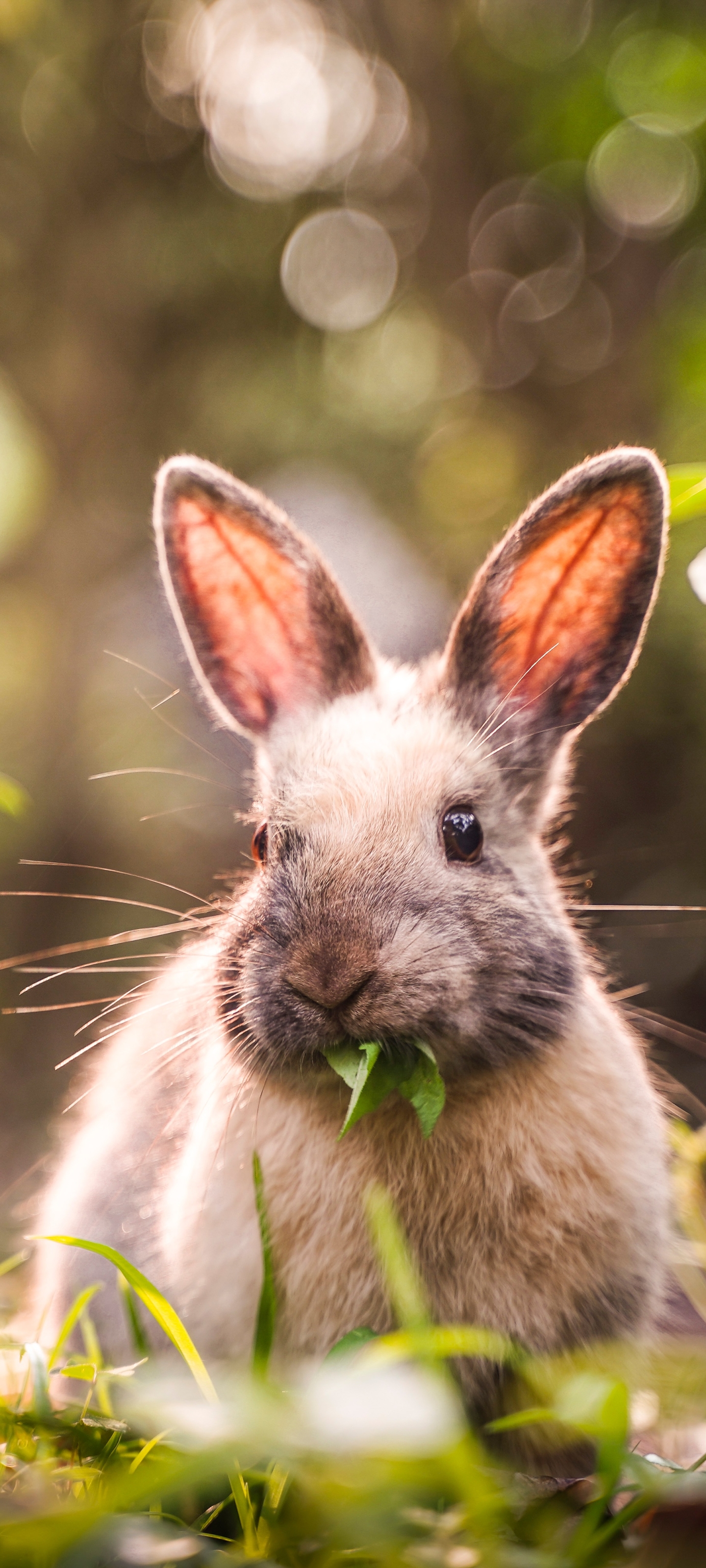 Descarga gratuita de fondo de pantalla para móvil de Animales, Conejo.