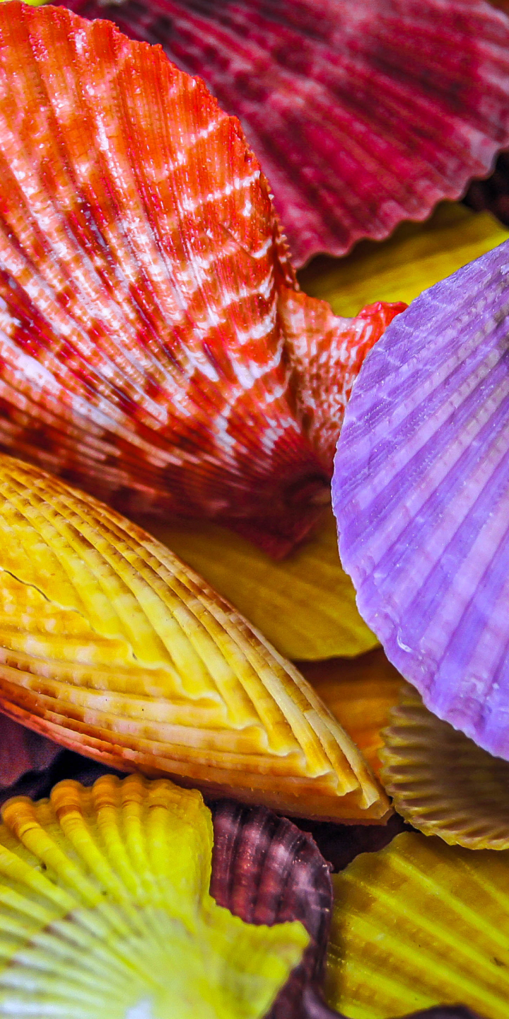 Download mobile wallpaper Earth, Colors, Colorful, Shell for free.